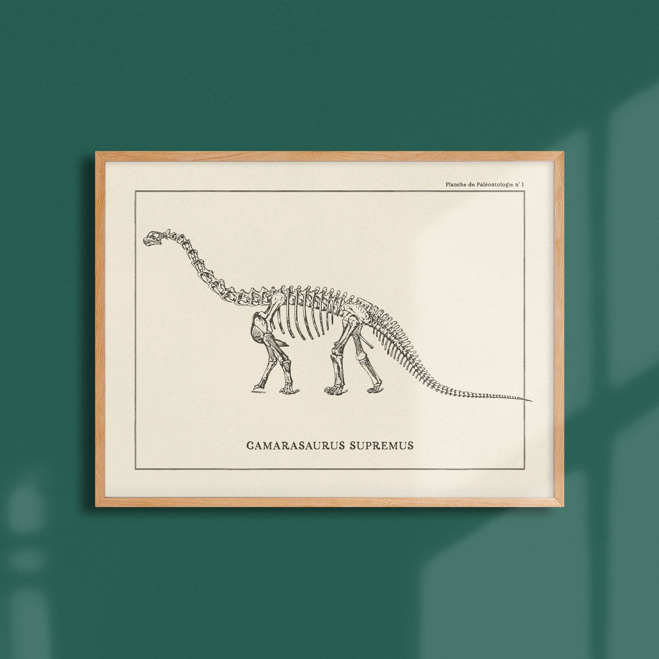 Affiche "Les Imparfaits" Dinosaure - Squelette de Camarasaurus