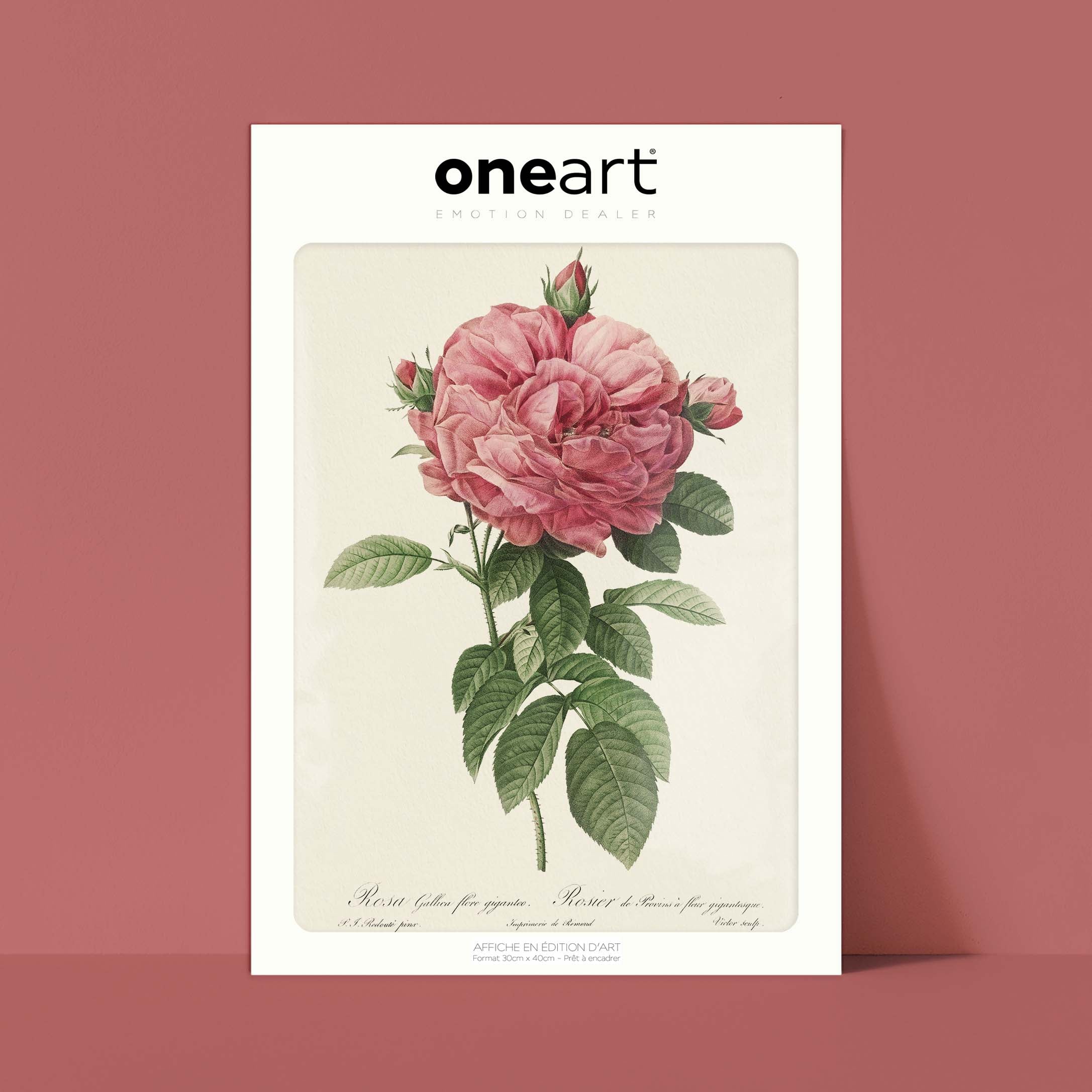 Planche "Les Imparfaits" botanique - Rosier de Provins à fleur gigantesque