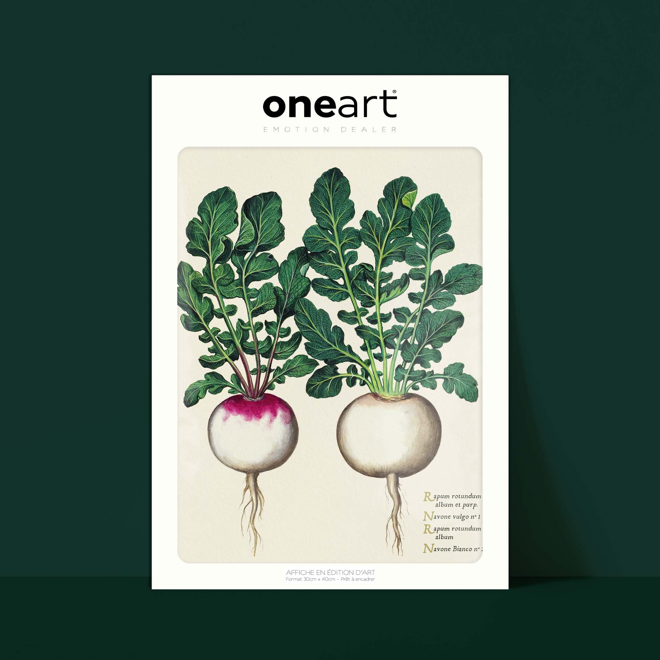 Planche "Les Imparfaits" botanique potager - Navets ronds