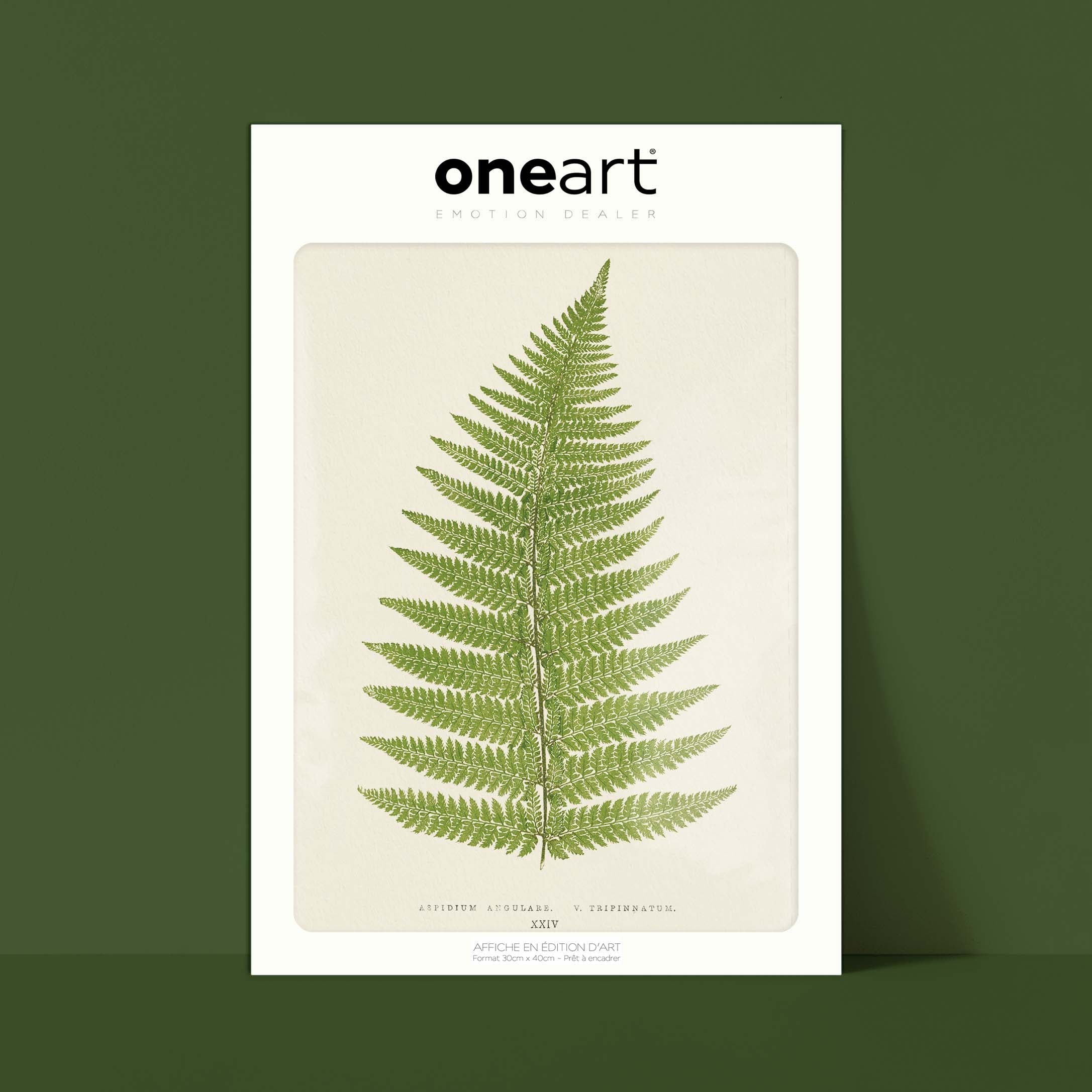 Planche "Les Imparfaits" botanique fougère - Aspidium angulare