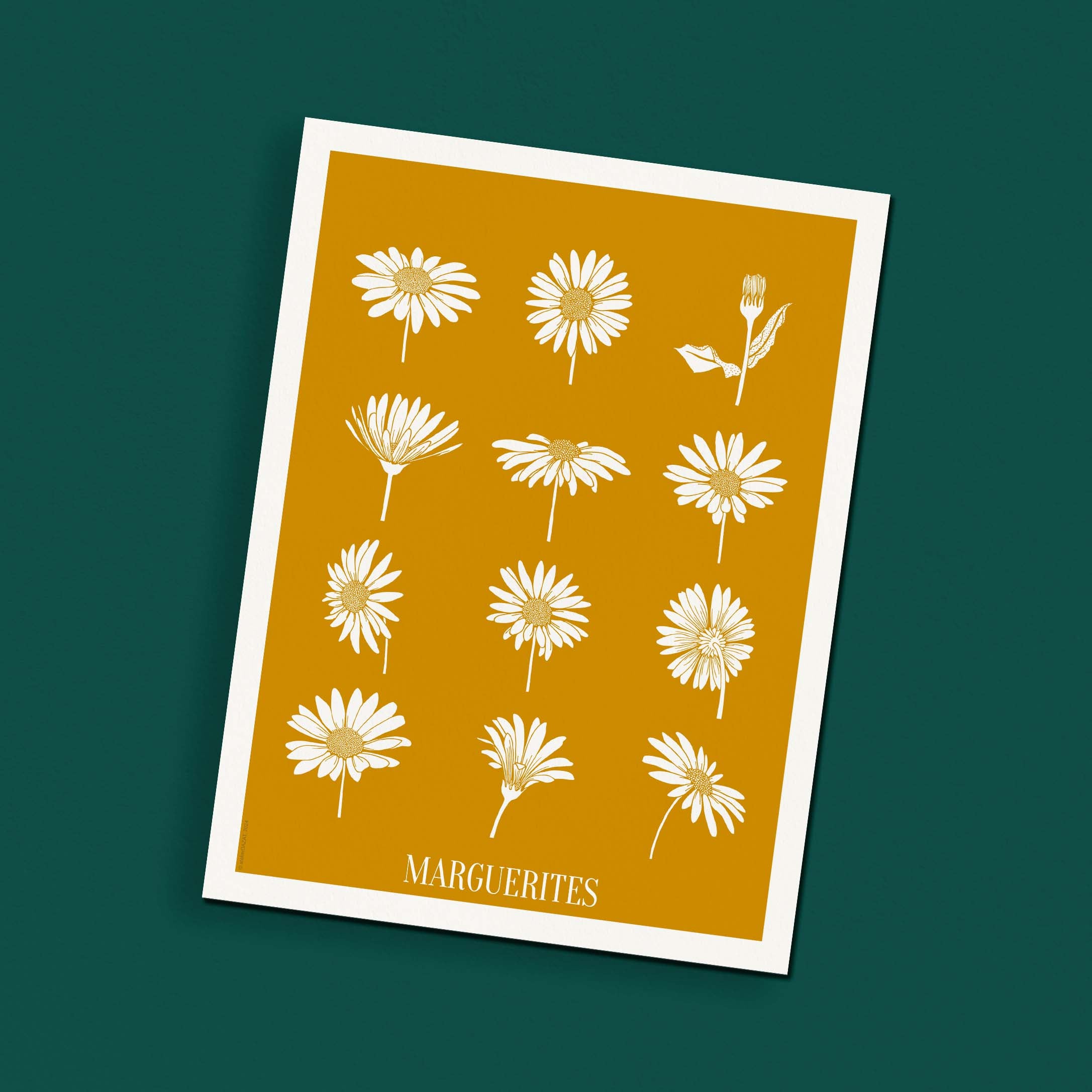 Affiche atelierDAZAT Marguerites coloré