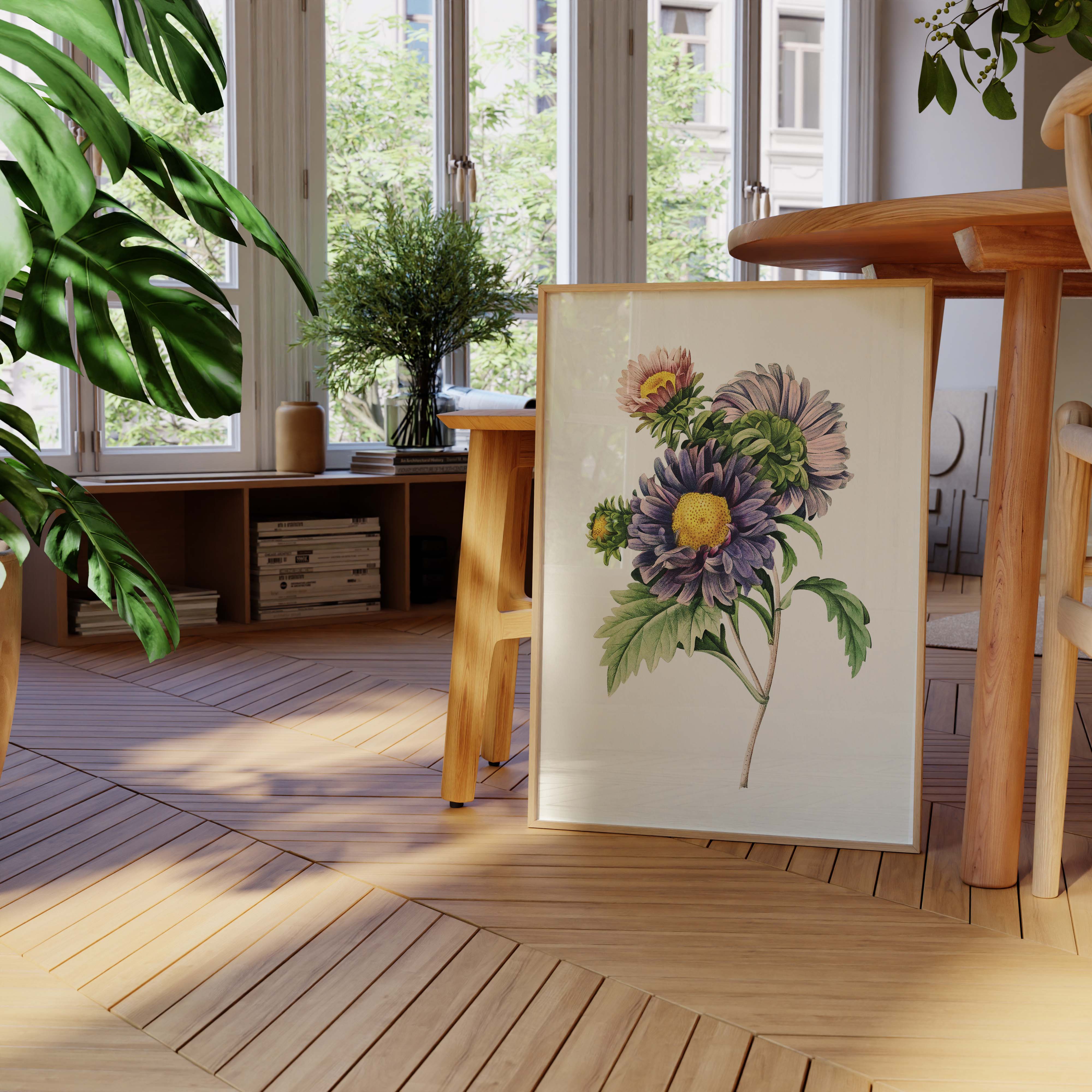 Planche botanique - Aster de Chine-oneart.fr