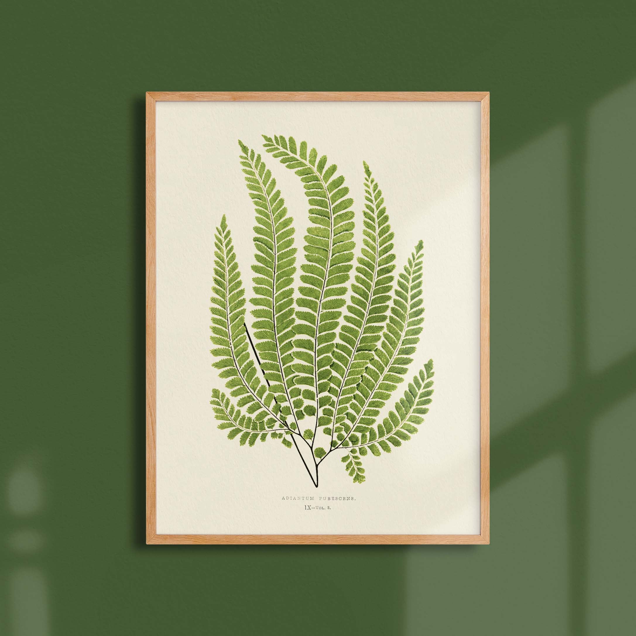 Planche botanique fougère - Adiantum pubescens-oneart.fr