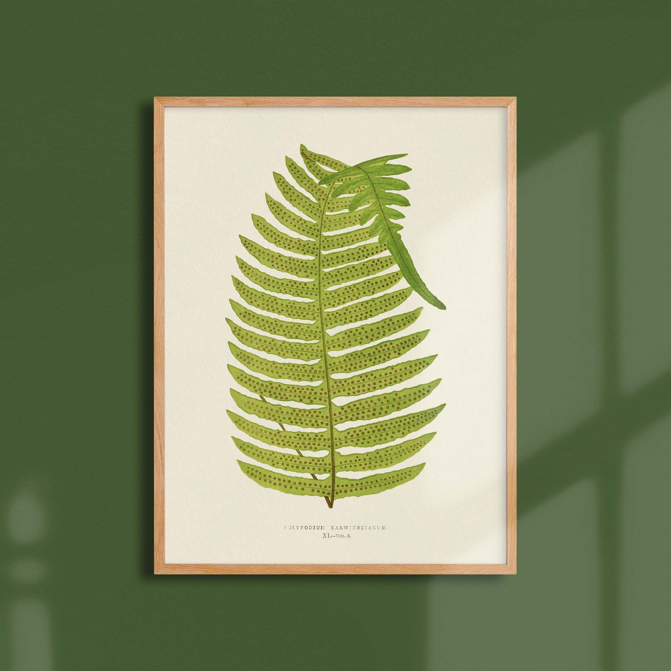Planche botanique fougère - Polypodium karwinskianum-oneart.fr
