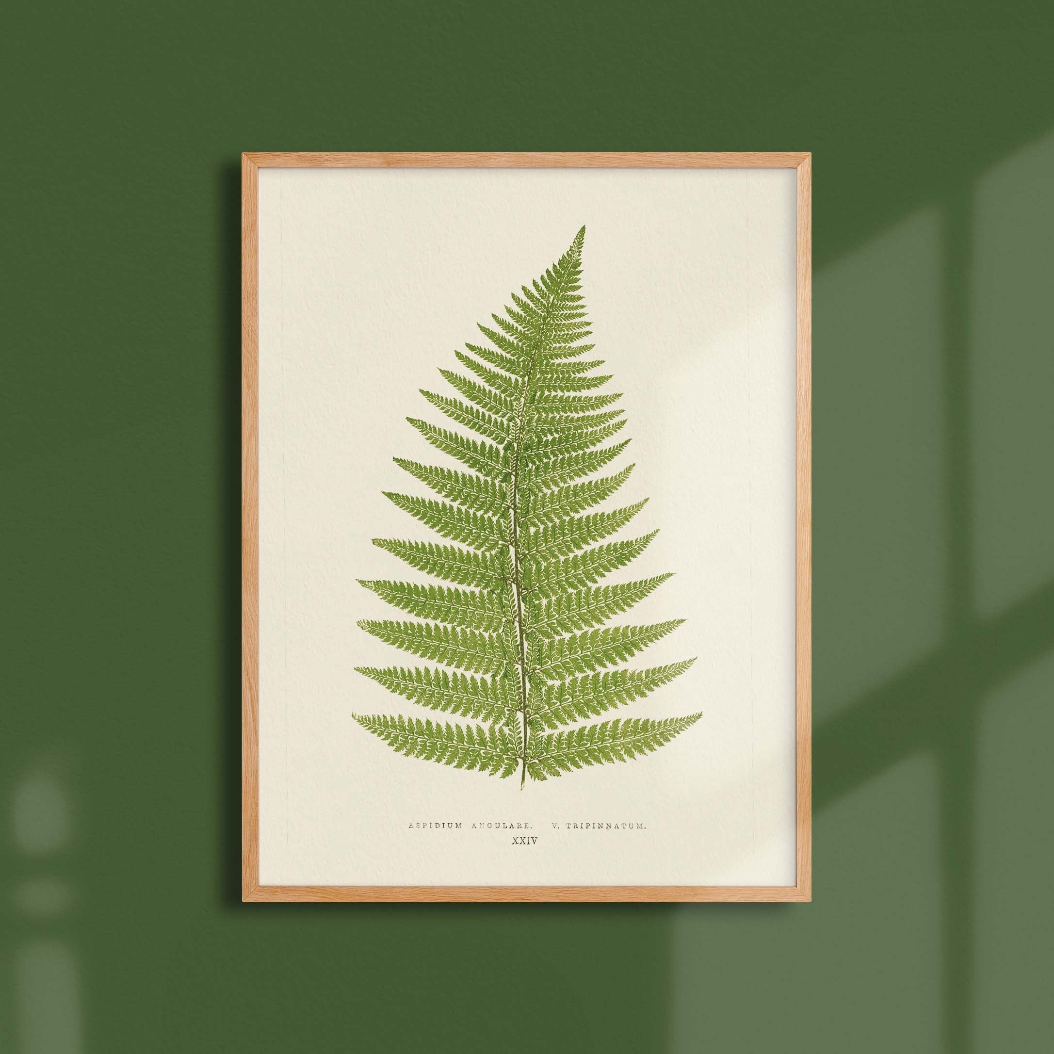 Planche "Les Imparfaits" botanique fougère - Aspidium angulare