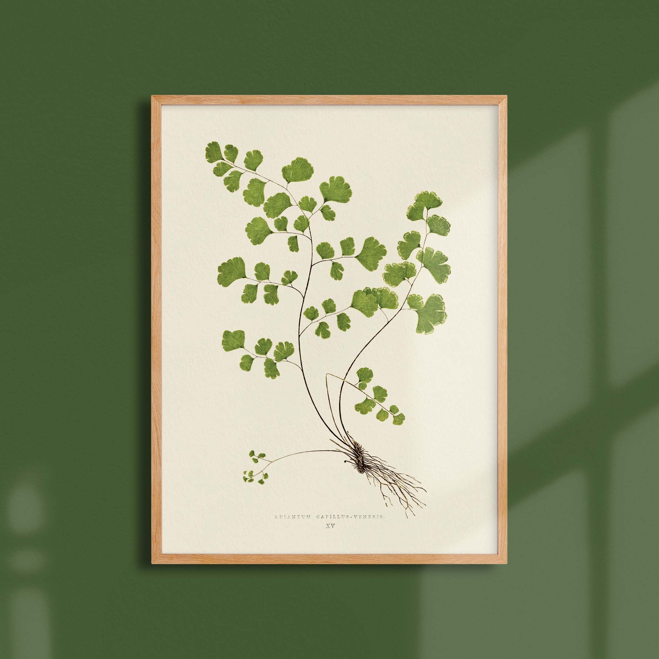 Planche botanique fougère - Adiantum capillus-veneris-oneart.fr