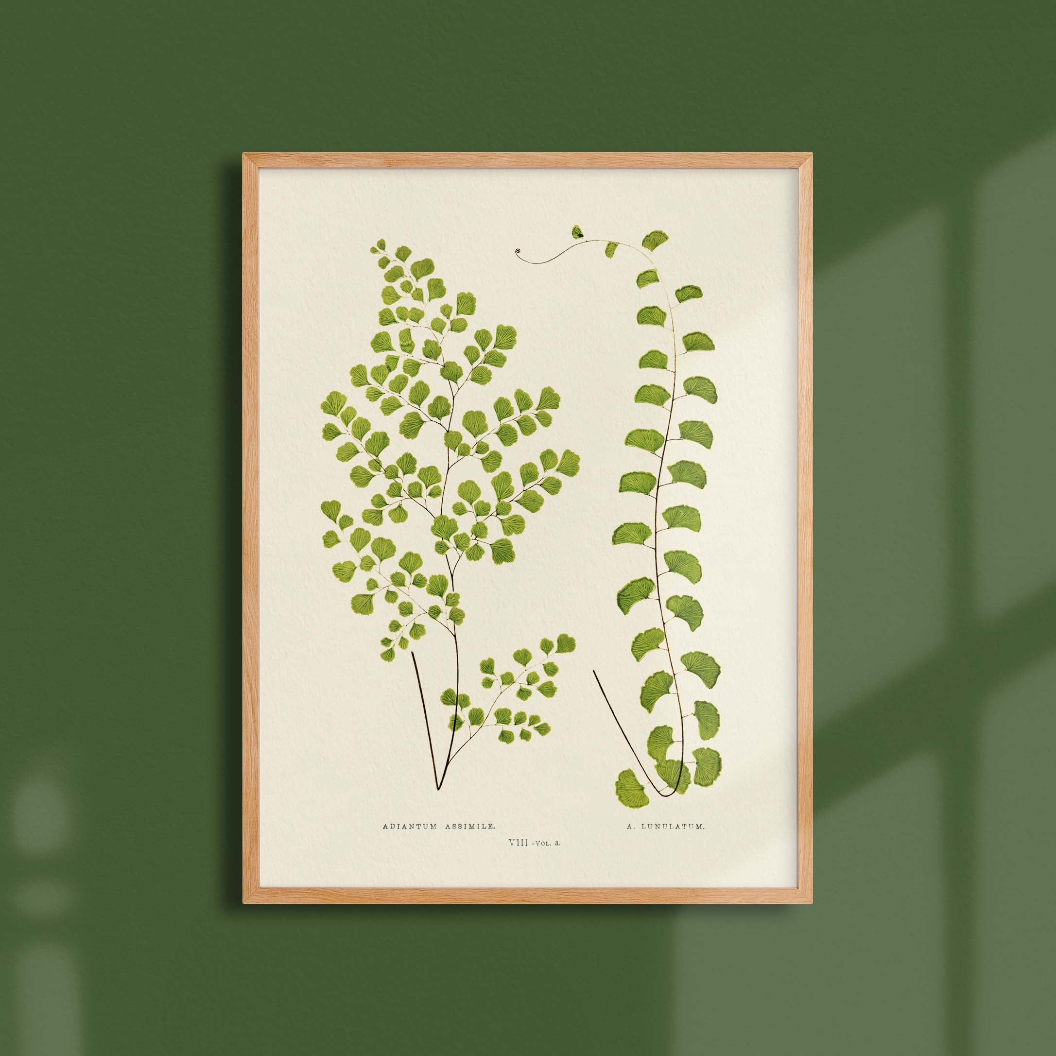 Planche botanique fougère - Adiantum assimile / lunulatum-oneart.fr