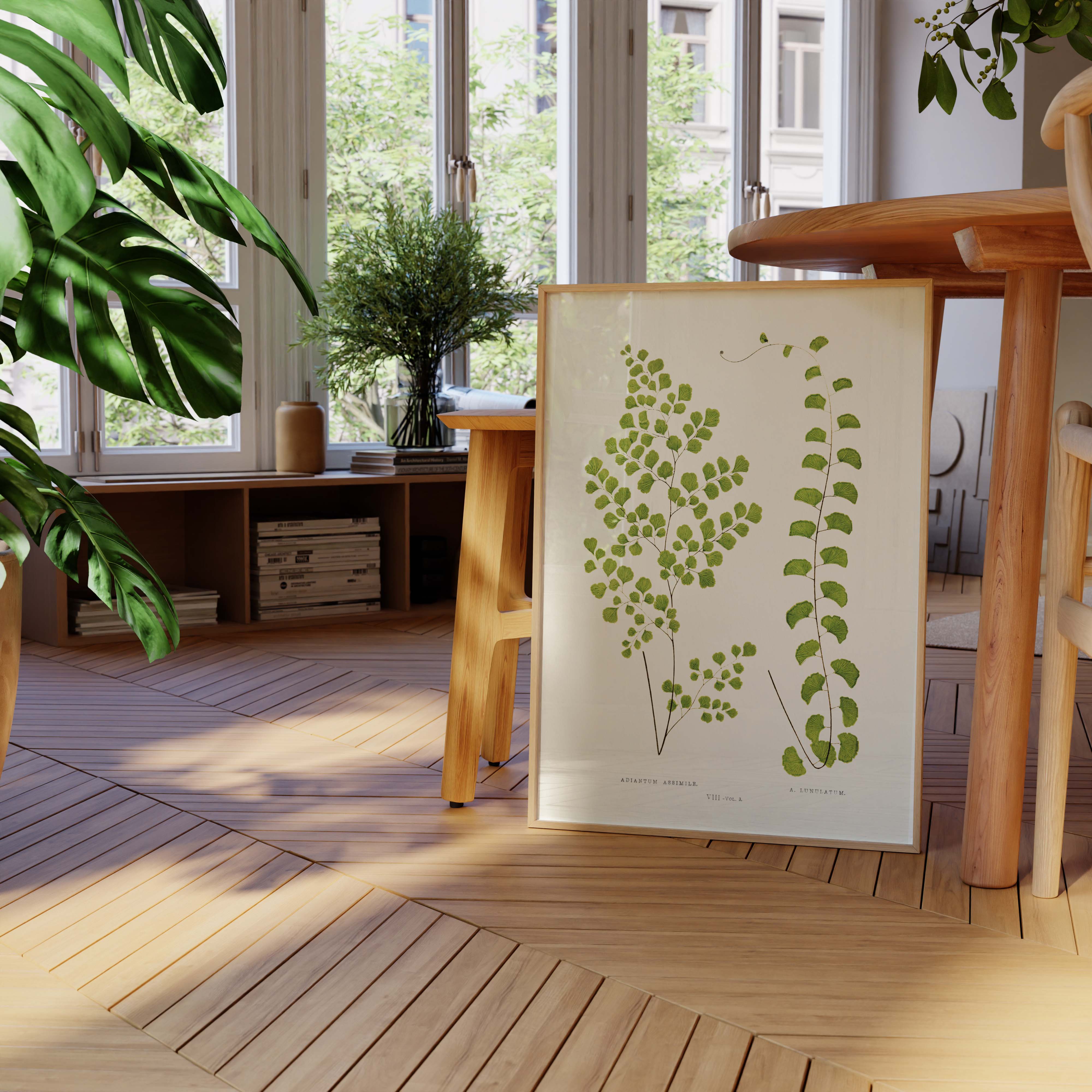 Planche "Les Imparfaits" botanique fougère - Adiantum assimile / lunulatum