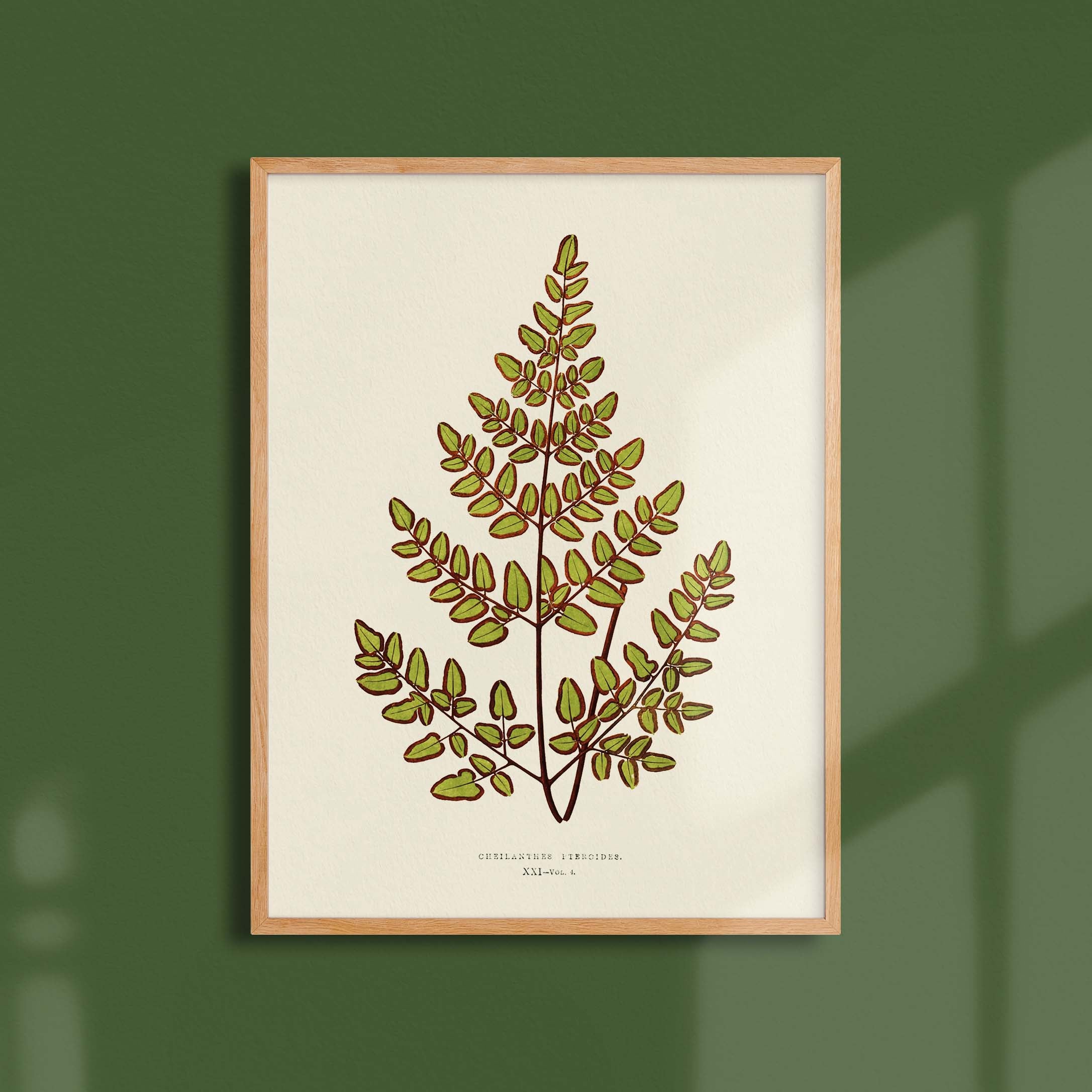 Planche botanique fougère - Cheilanthes pteroides-oneart.fr