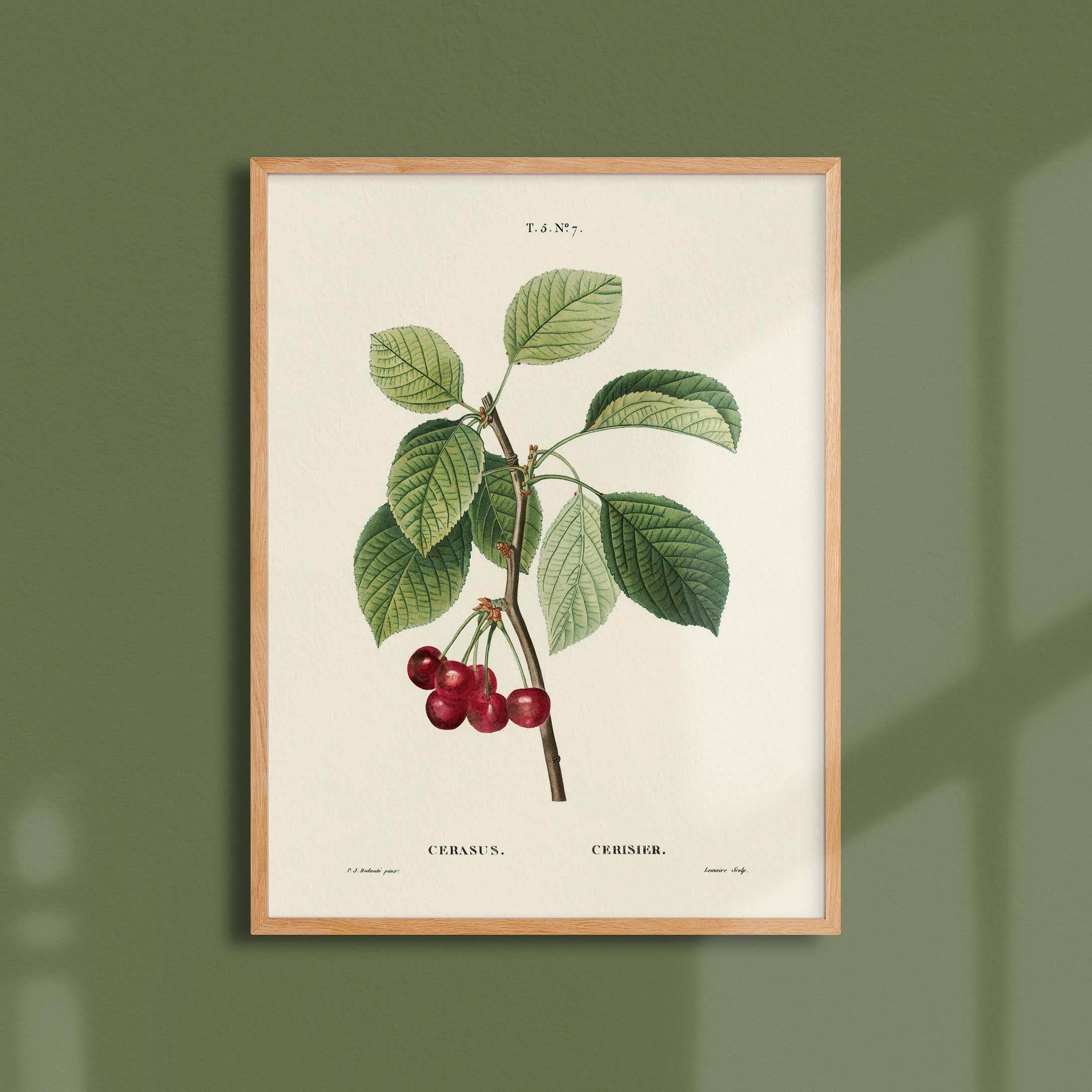 Planche botanique fruit - Cerisier-oneart.fr