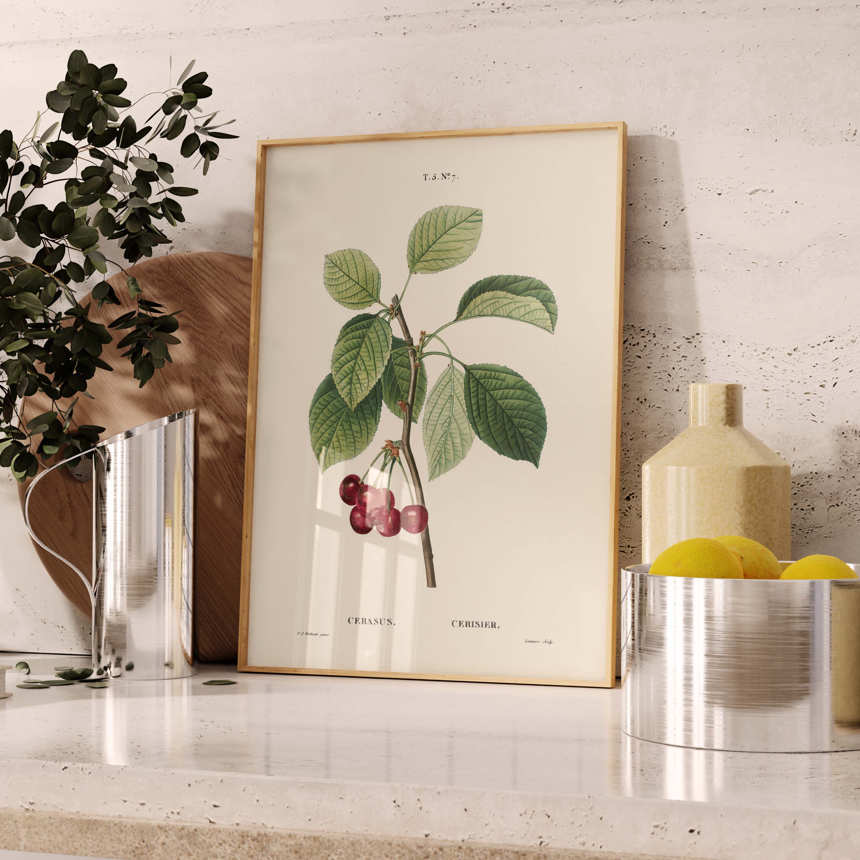 Planche botanique fruit - Cerisier-oneart.fr