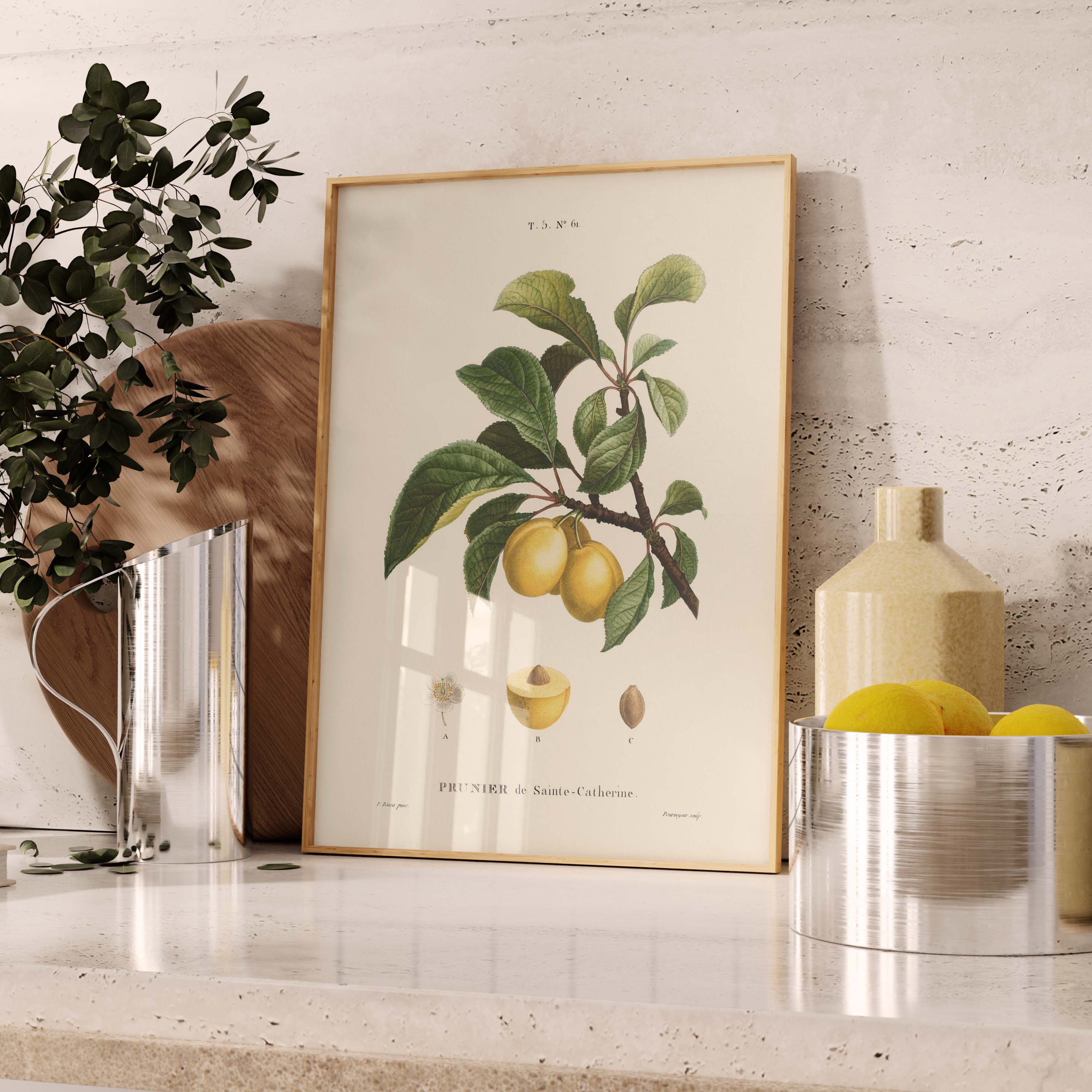 Planche botanique fruit - Prunier de Sainte Catherine-oneart.fr
