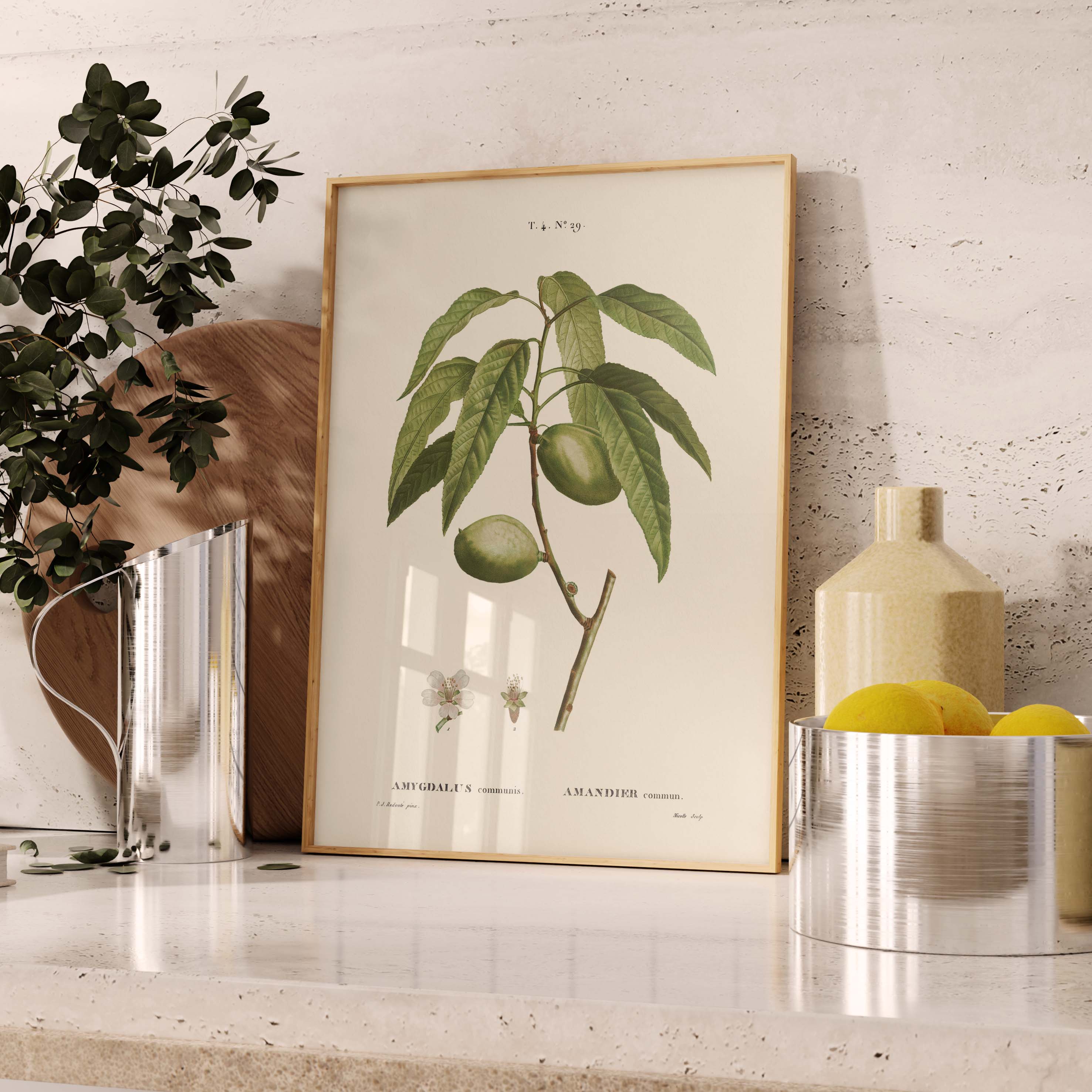 Planche botanique fruit - Amandier-oneart.fr
