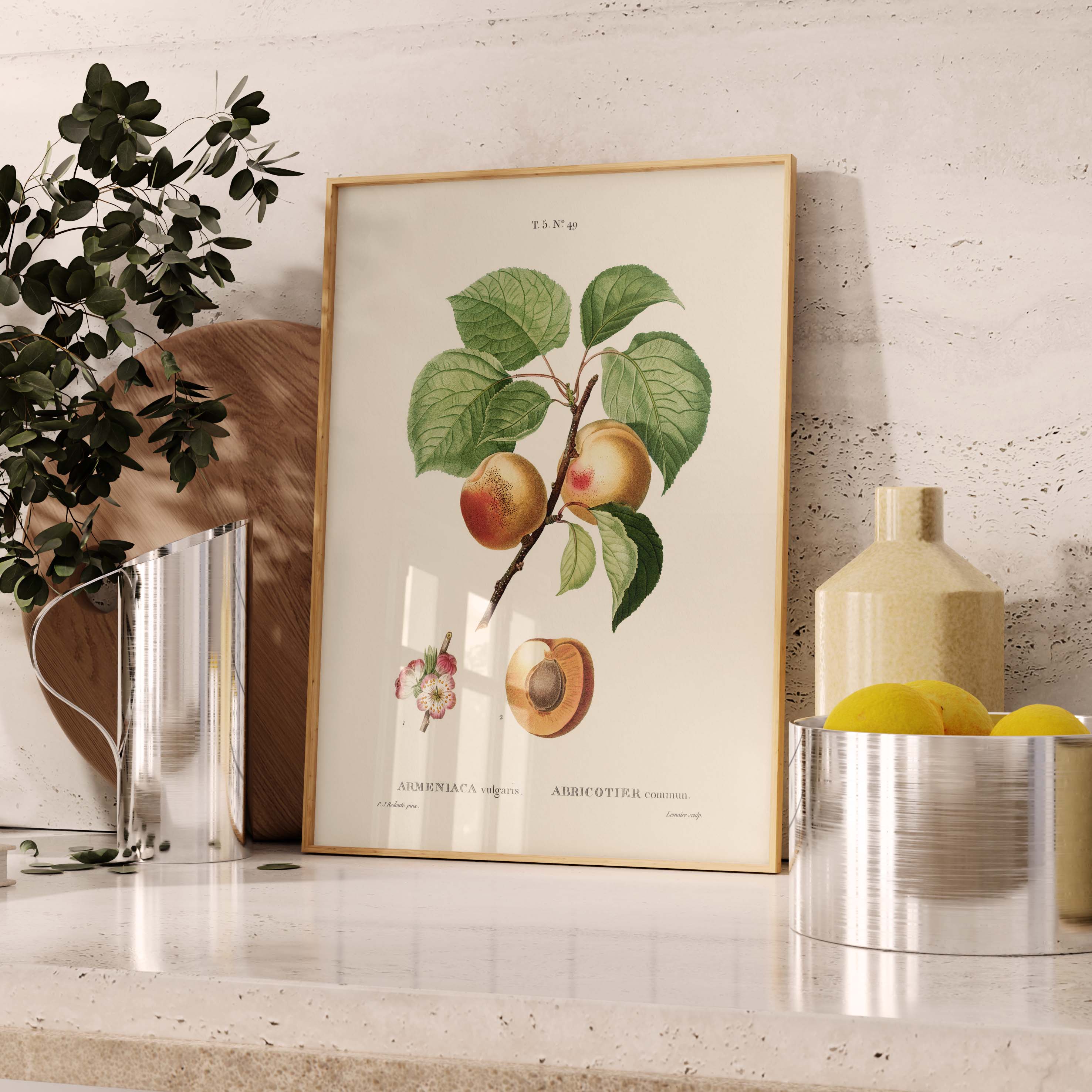 Planche botanique fruit - Abricotier-oneart.fr