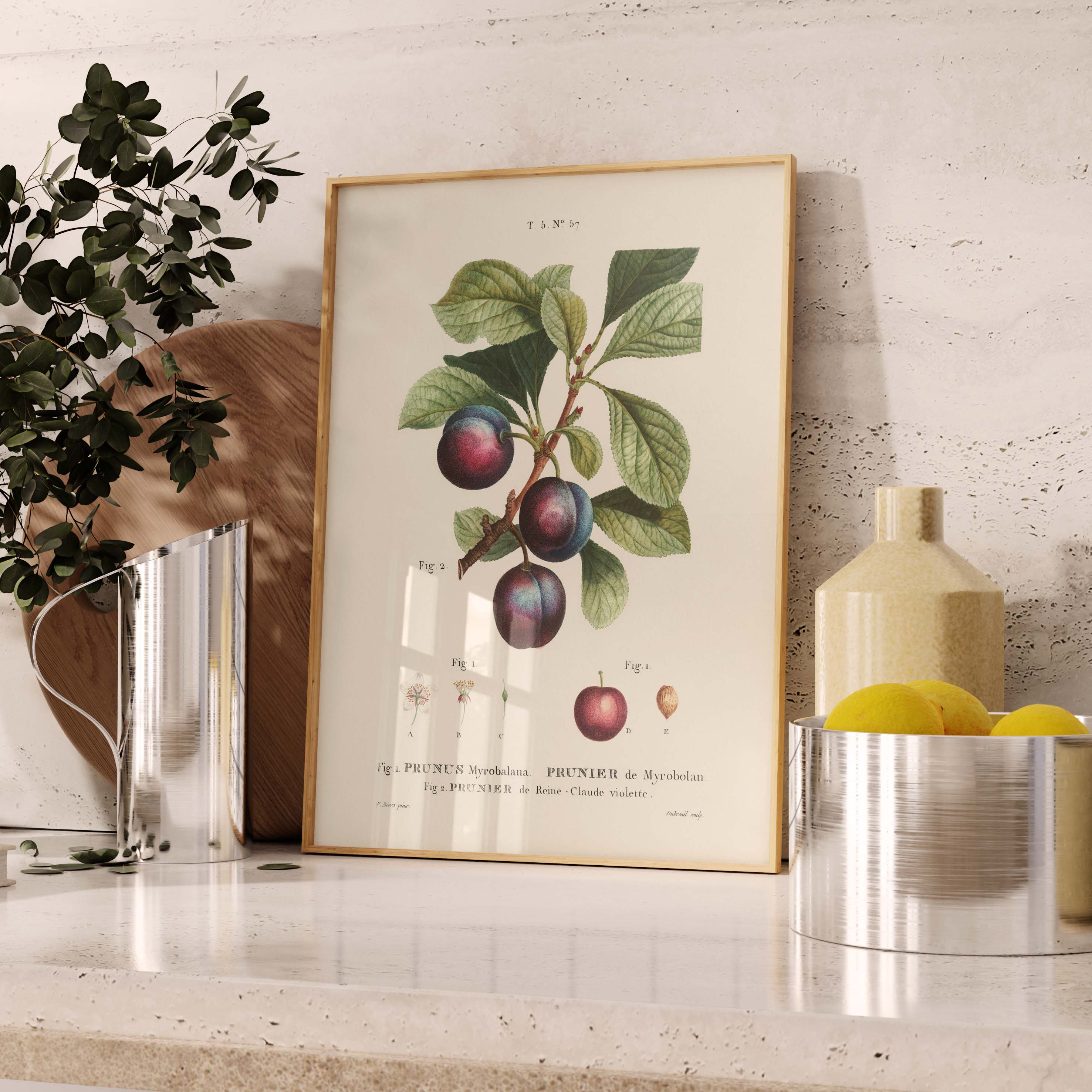 Planche botanique fruit - Prunier Reine Claude-oneart.fr