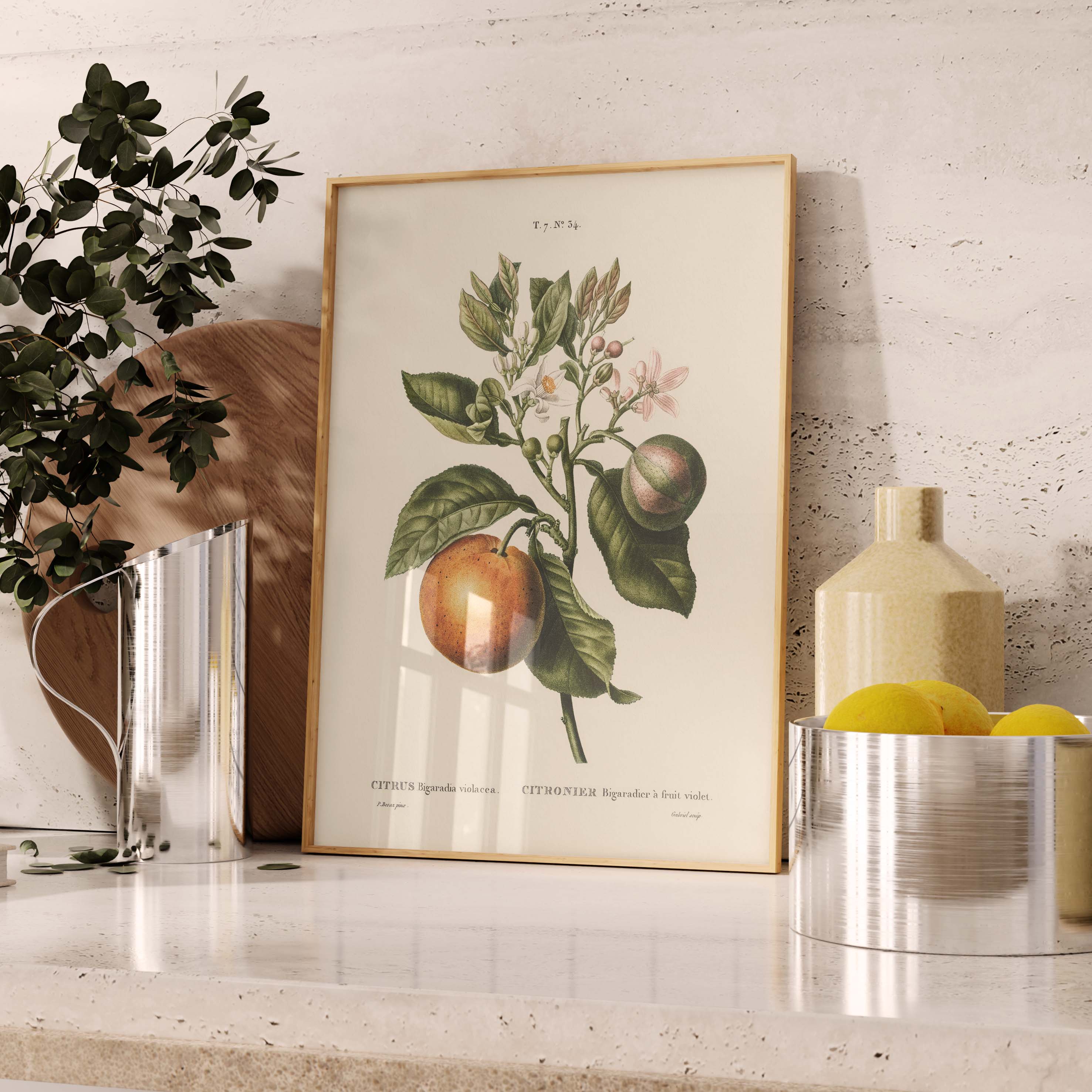 Planche botanique fruit - Citronnier bigaradier-oneart.fr