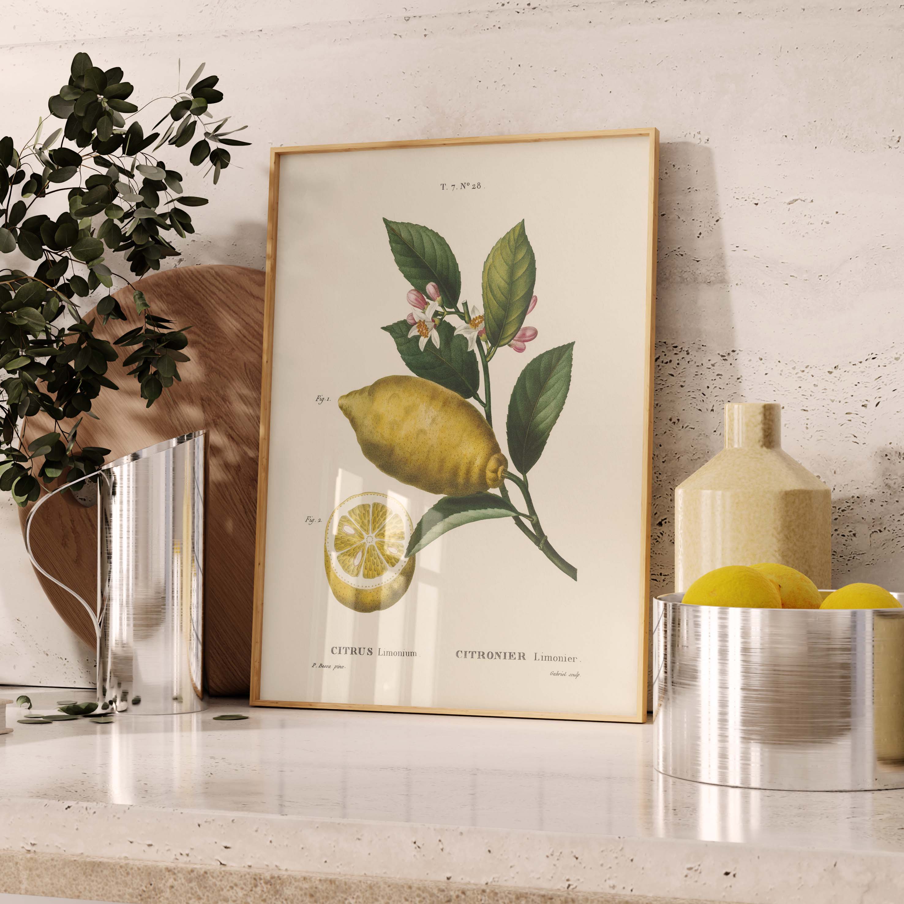 Planche botanique fruit - Citronnier limonier-oneart.fr