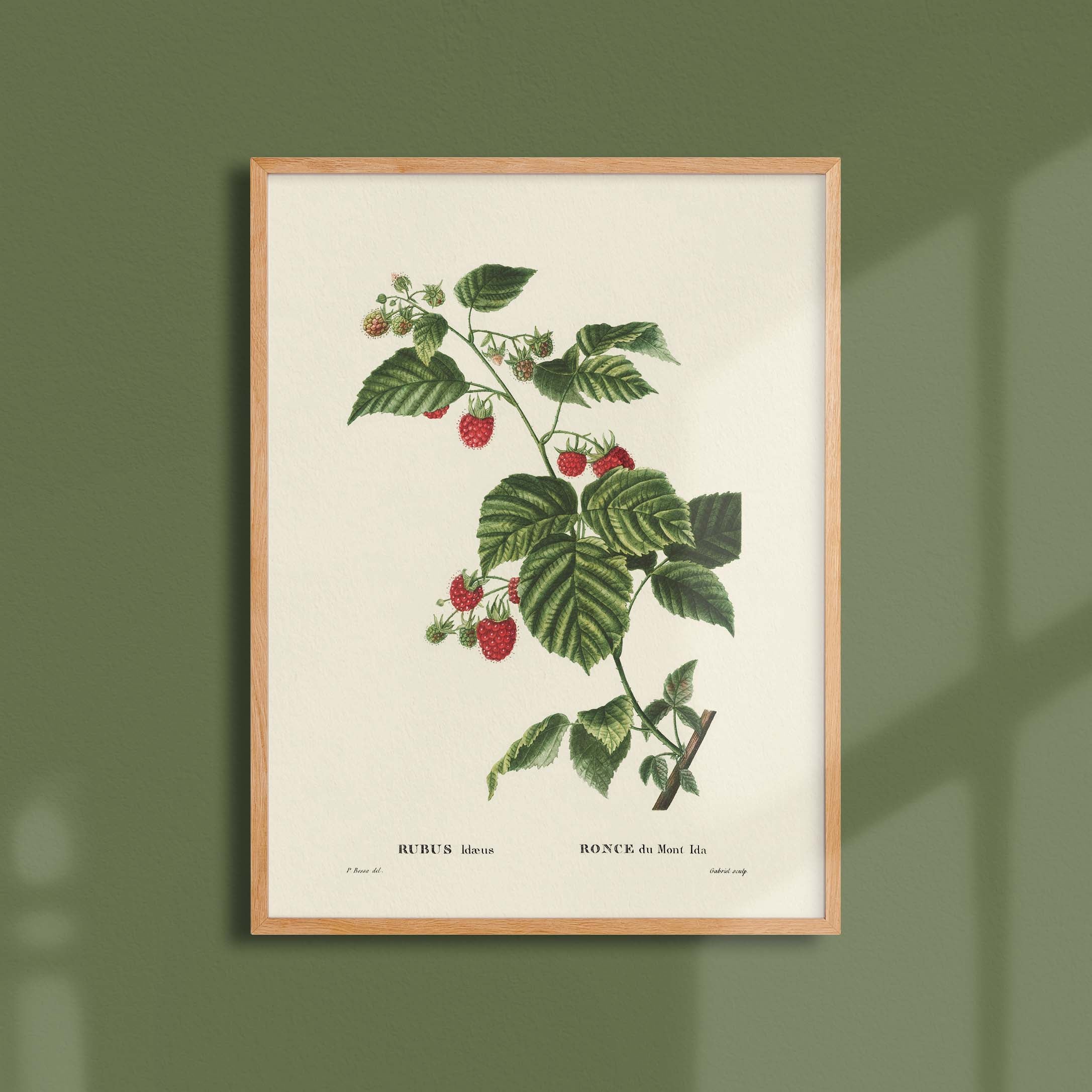 Planche botanique fruit - Ronce du Mont Ida-oneart.fr