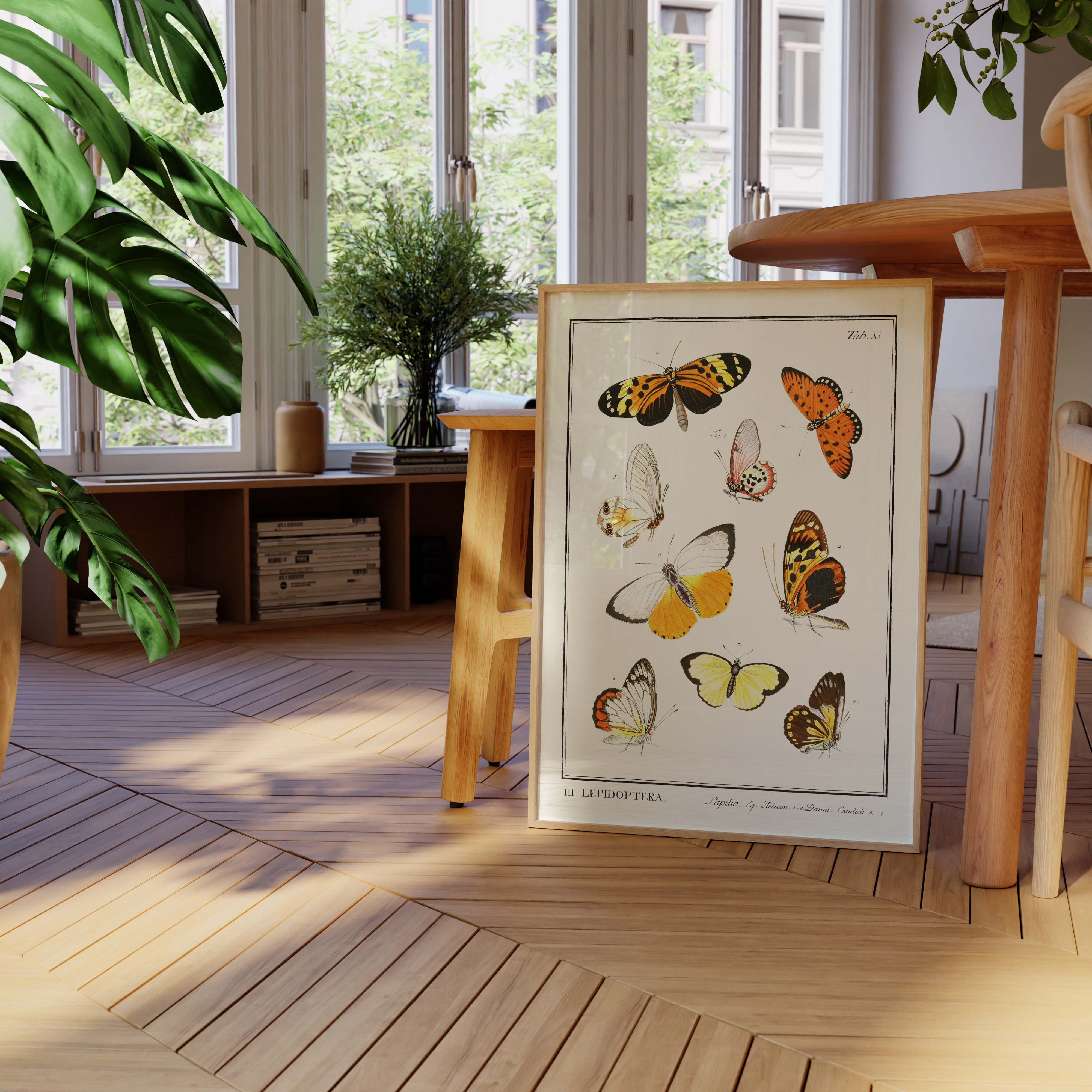 Planche d'entomologie - Lepidoptera - 1-oneart.fr