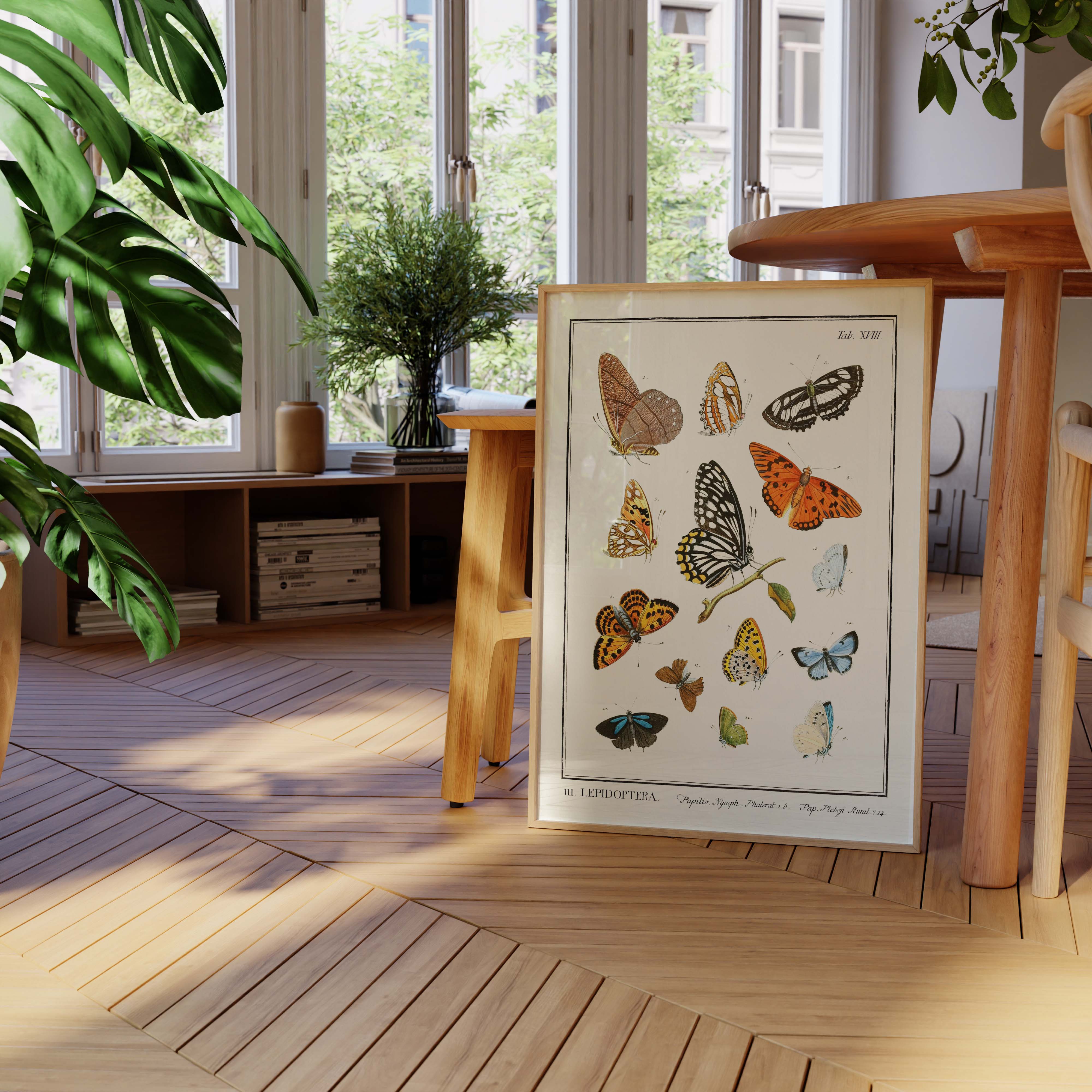 Planche d'entomologie - Lepidoptera - 2-oneart.fr