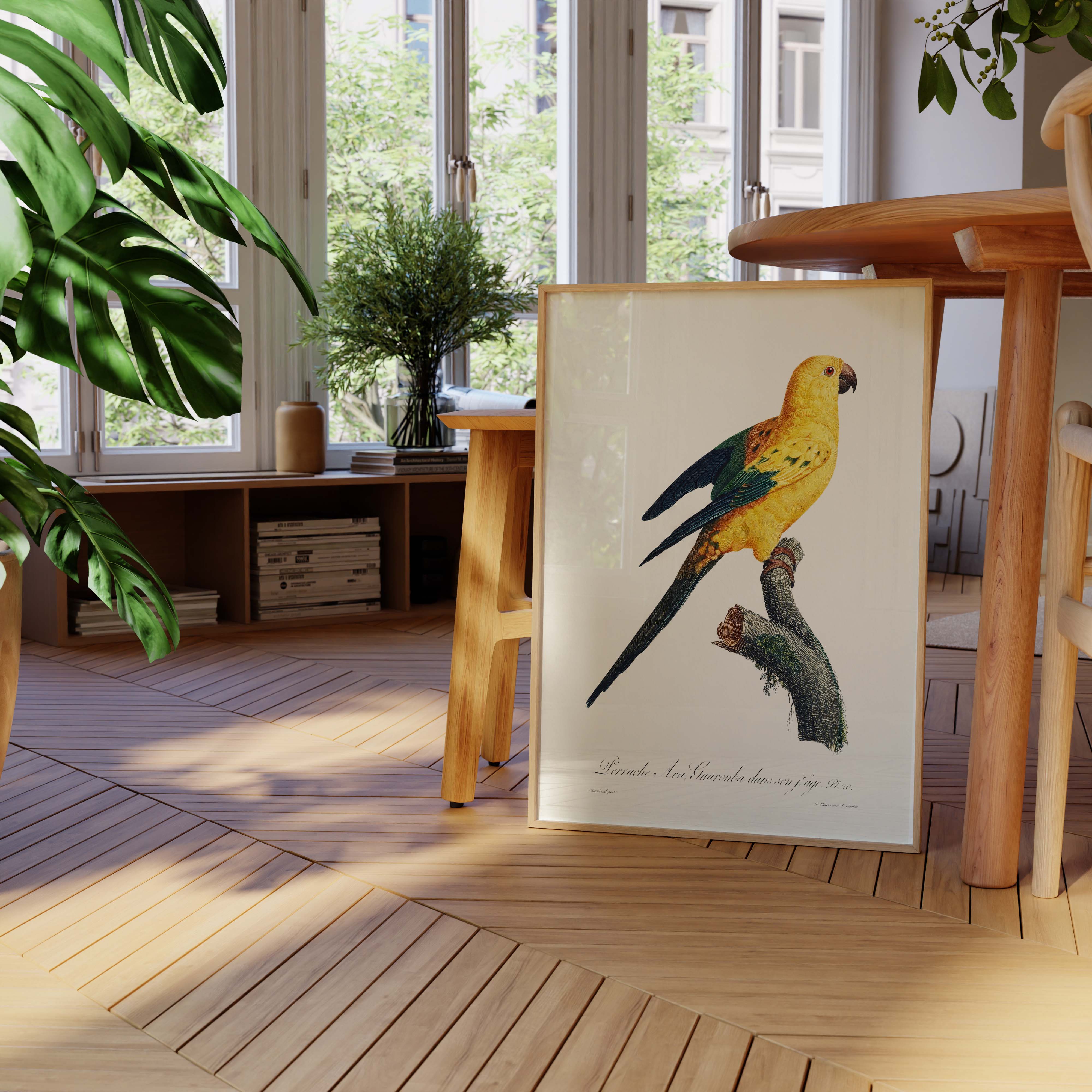 Planche d'ornithologie - La perruche Ara Guarouba-oneart.fr