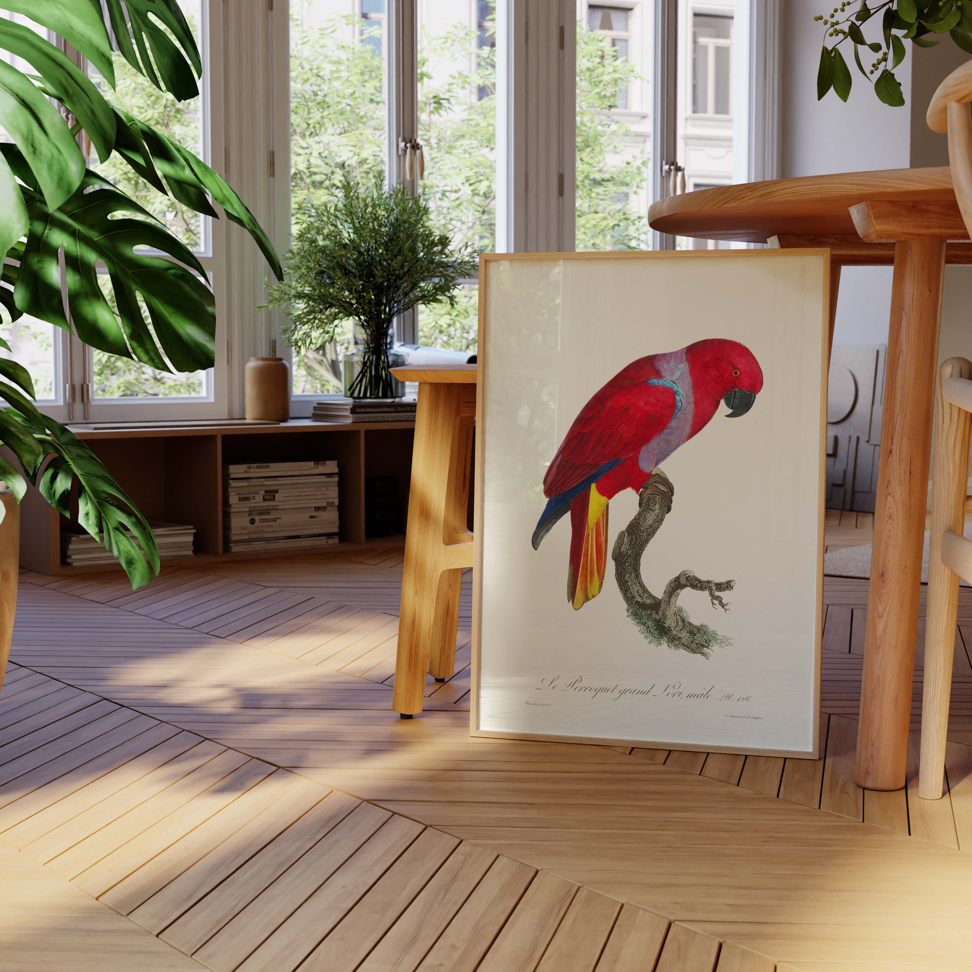 Planche d'ornithologie - Le perroquet grand Lori-oneart.fr