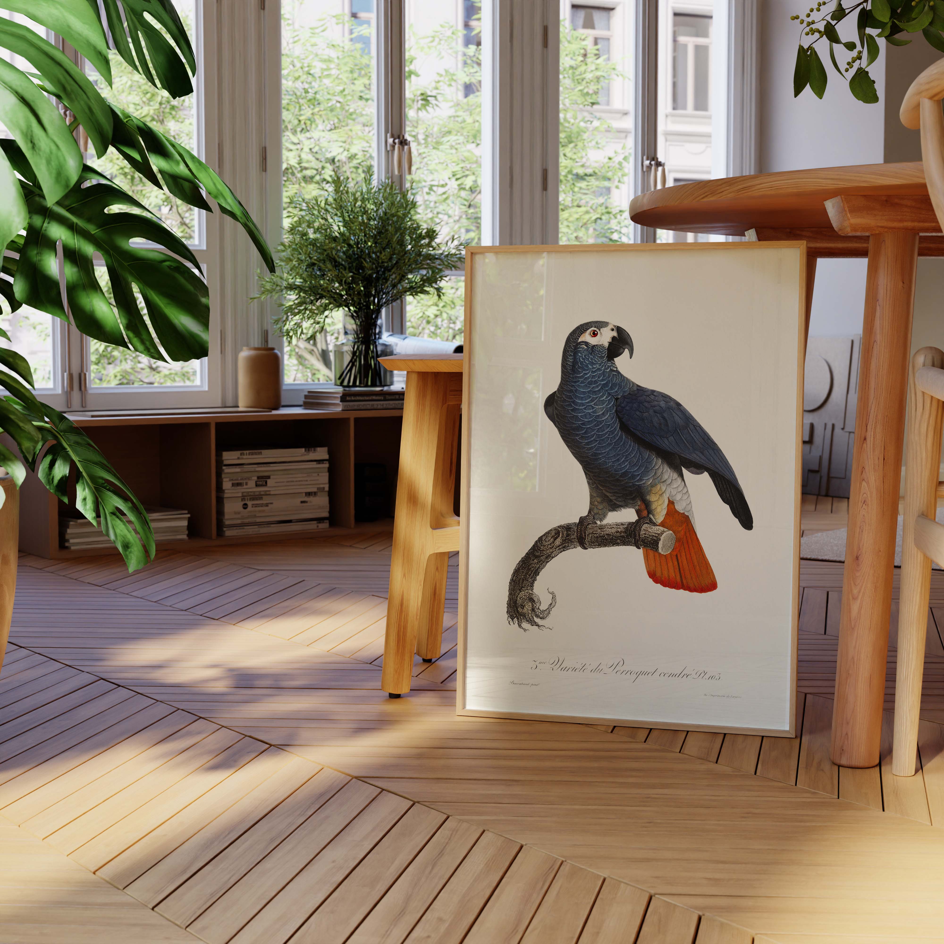 Planche d'ornithologie - Le Perroquet cendré-oneart.fr