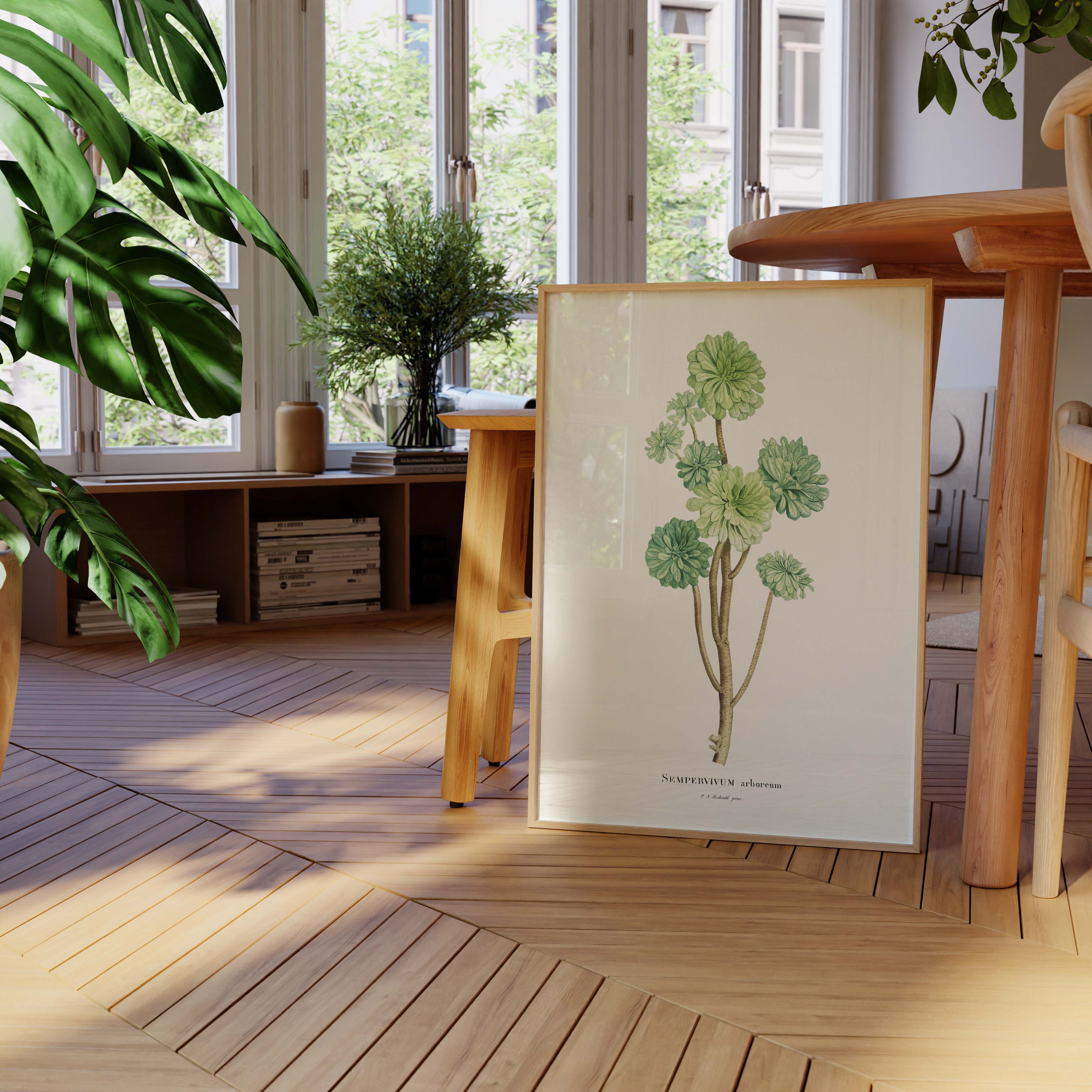 Planche botanique - Sempervivum arboreum-oneart.fr