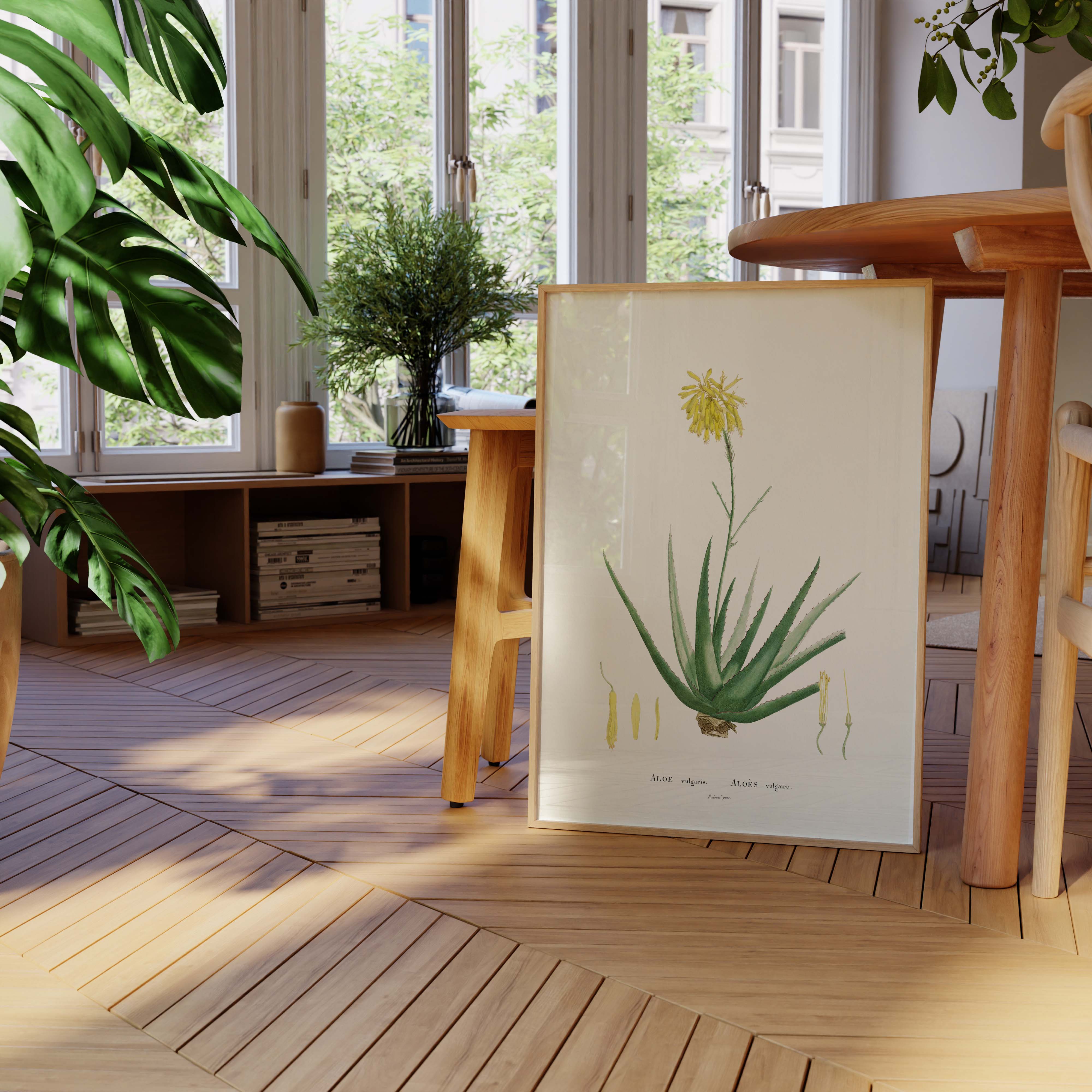 Planche botanique - Aloe vulgaris-oneart.fr
