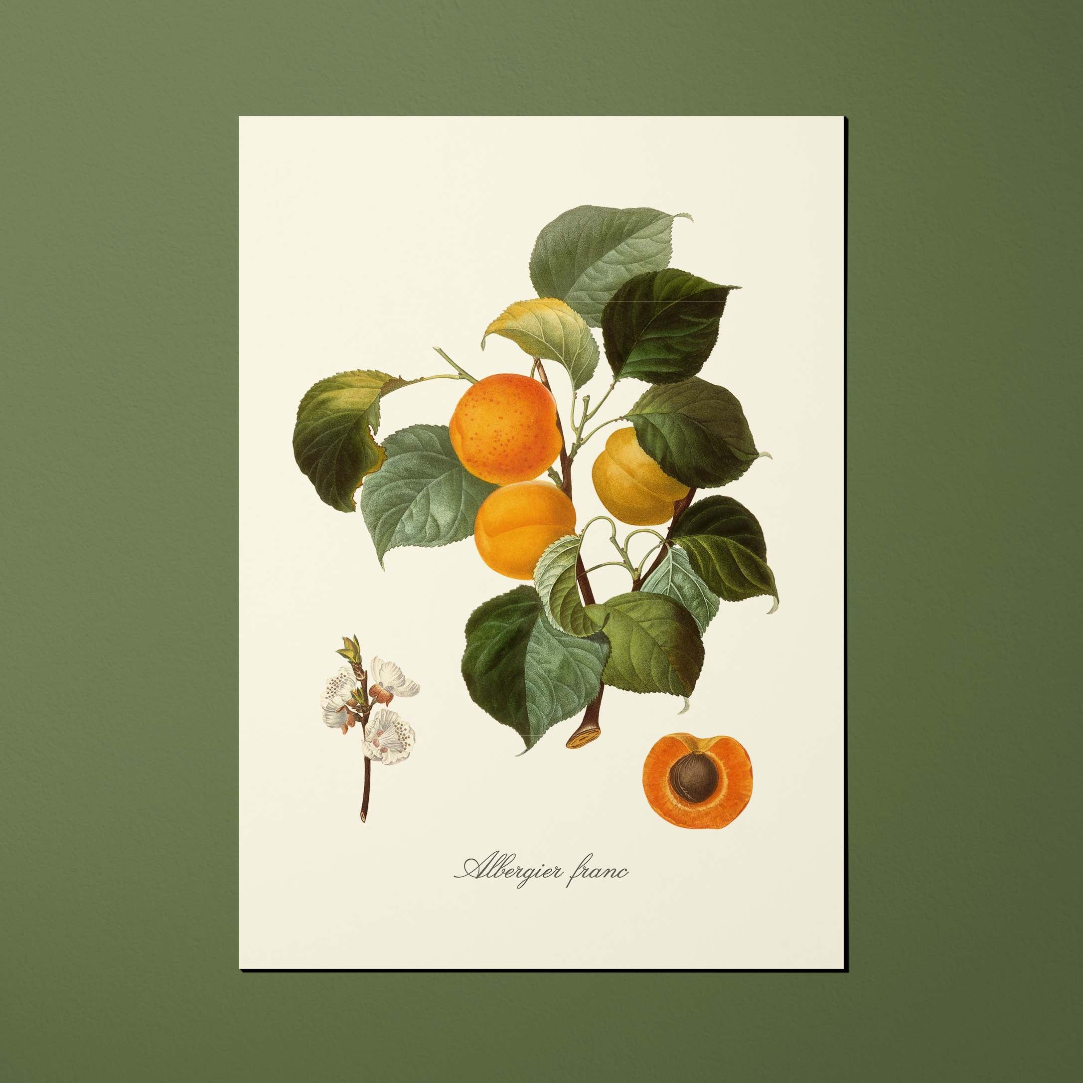 Carte postale Pomologie Albergier franc