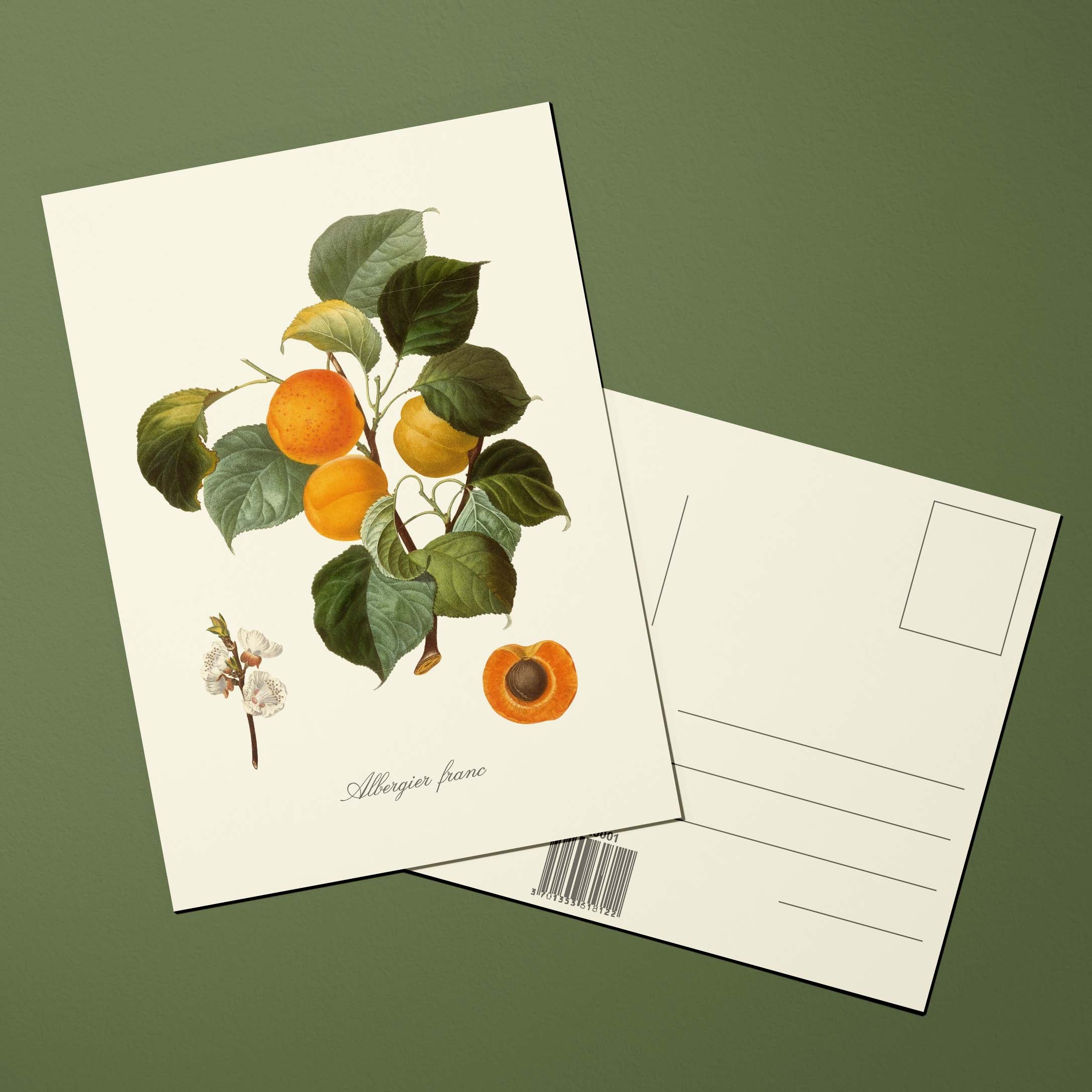 Carte postale Pomologie Albergier franc