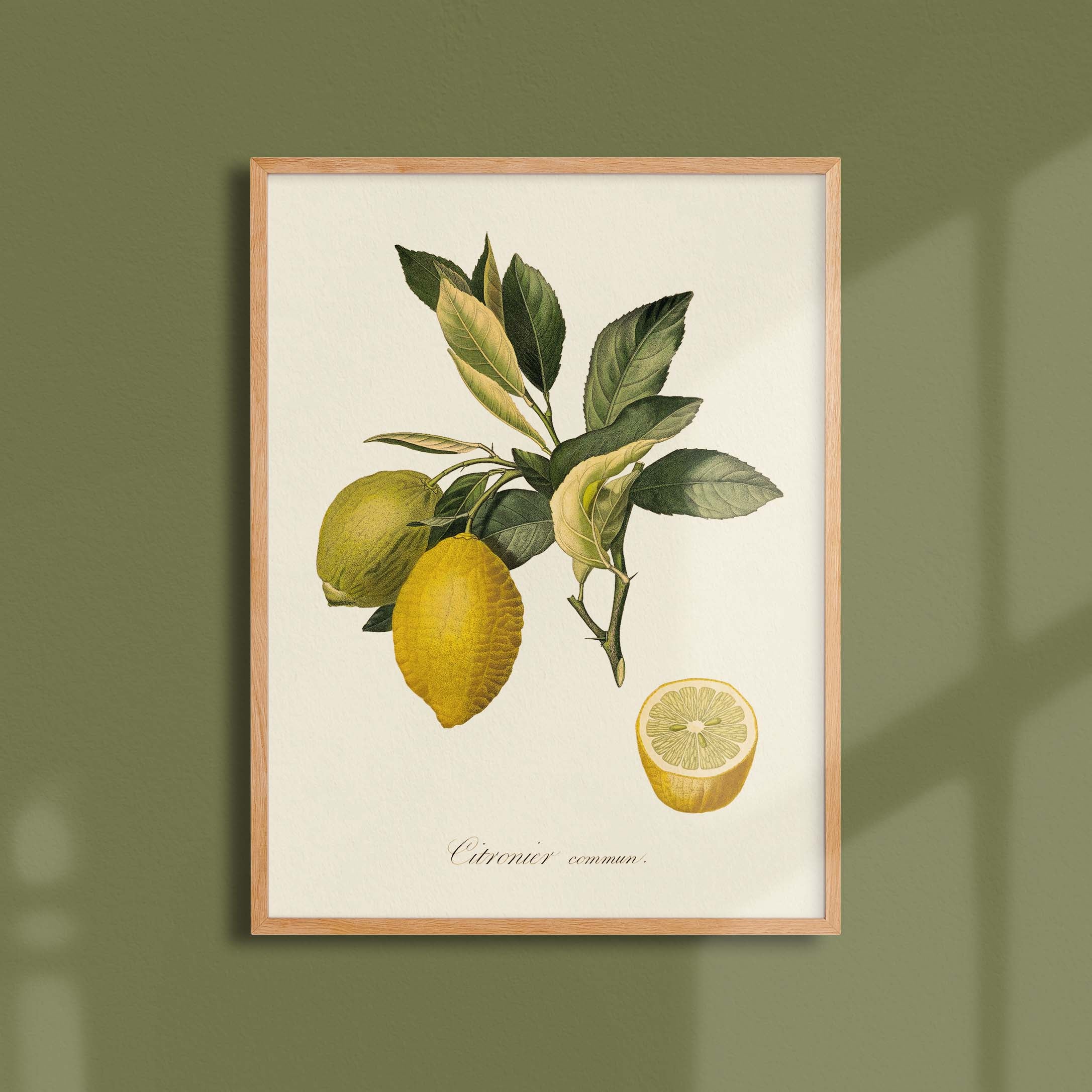Planche botanique fruit - Citronnier commun-oneart.fr