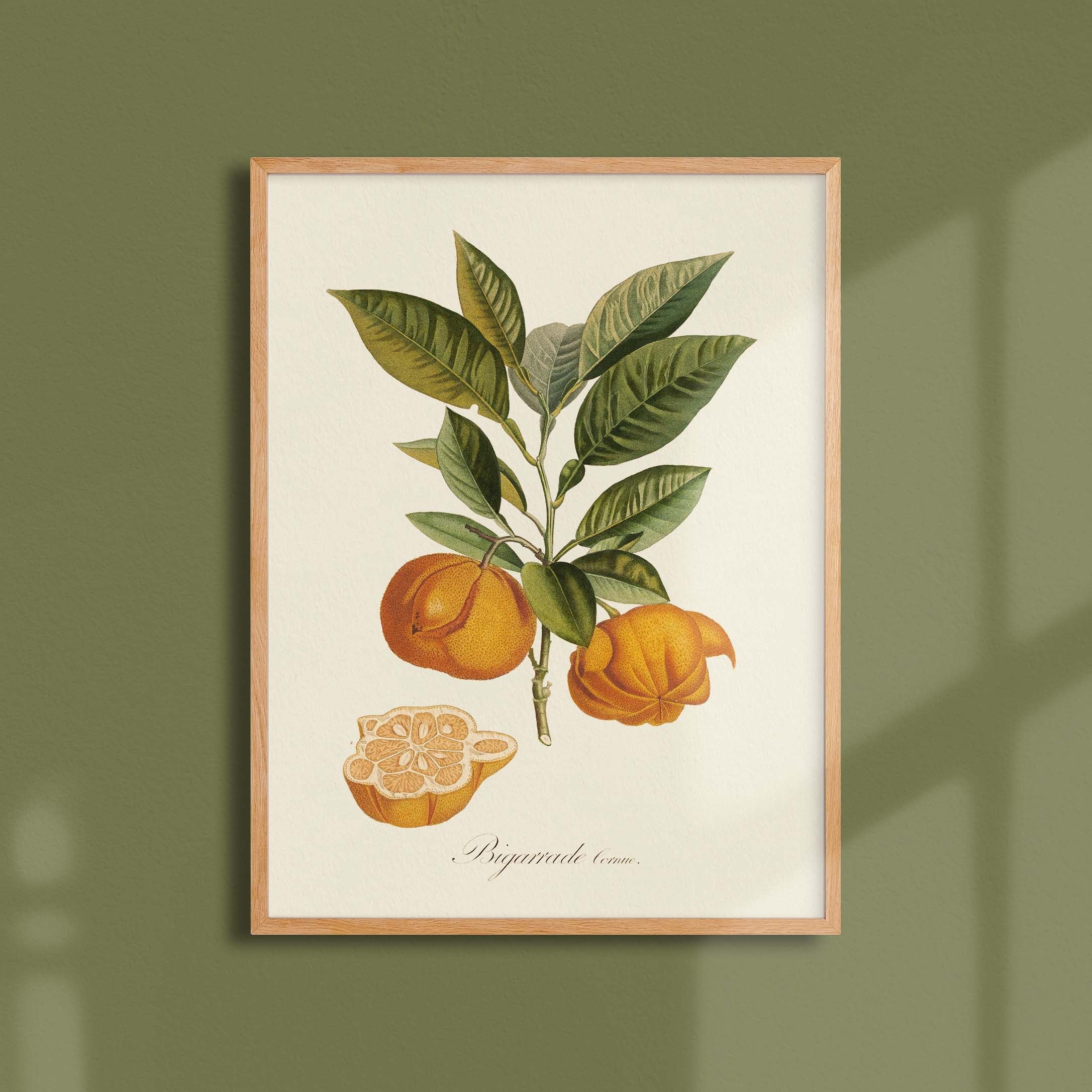 Planche "Les Imparfaits" botanique fruit - Bigarade cornue