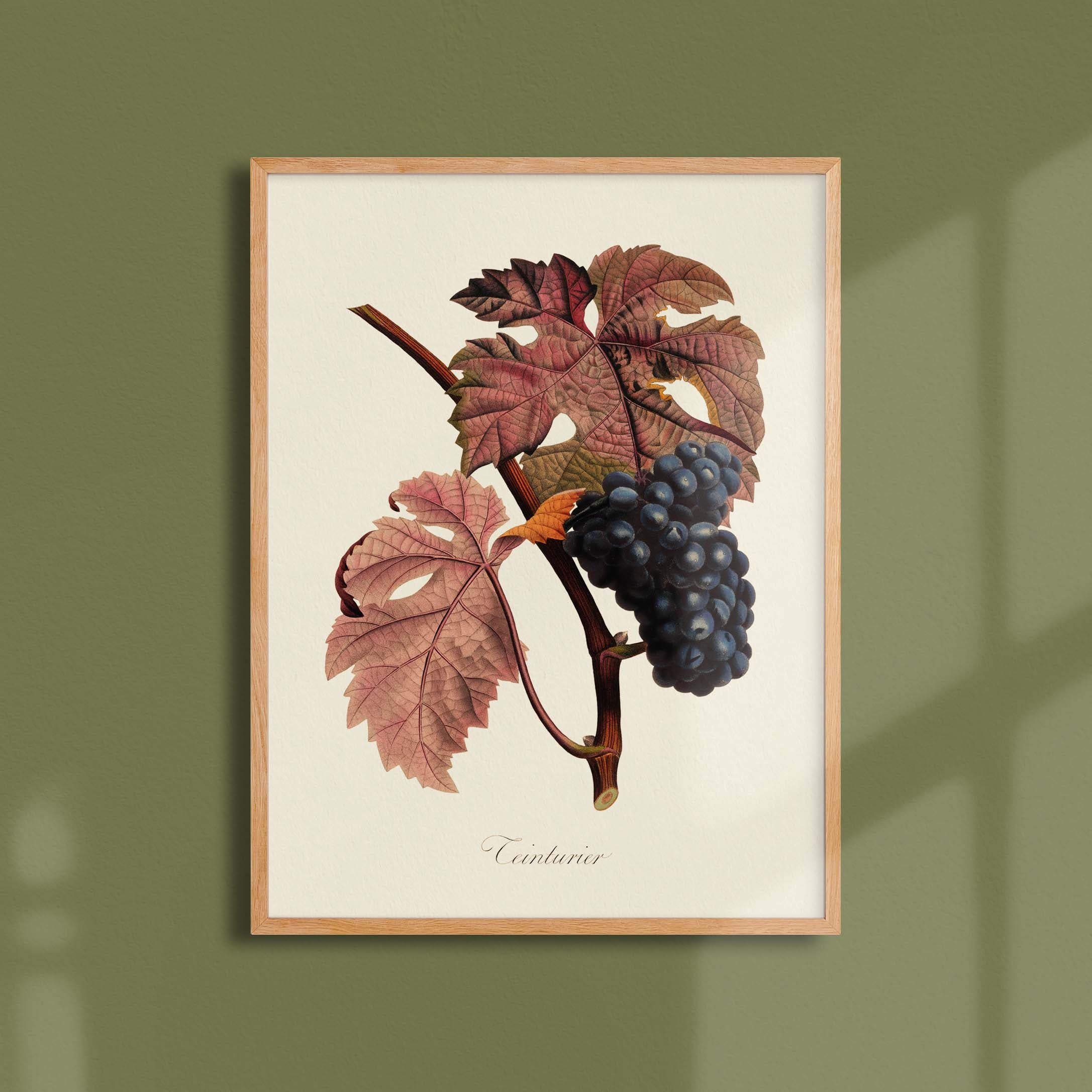 Planche botanique fruit - Teinturier-oneart.fr