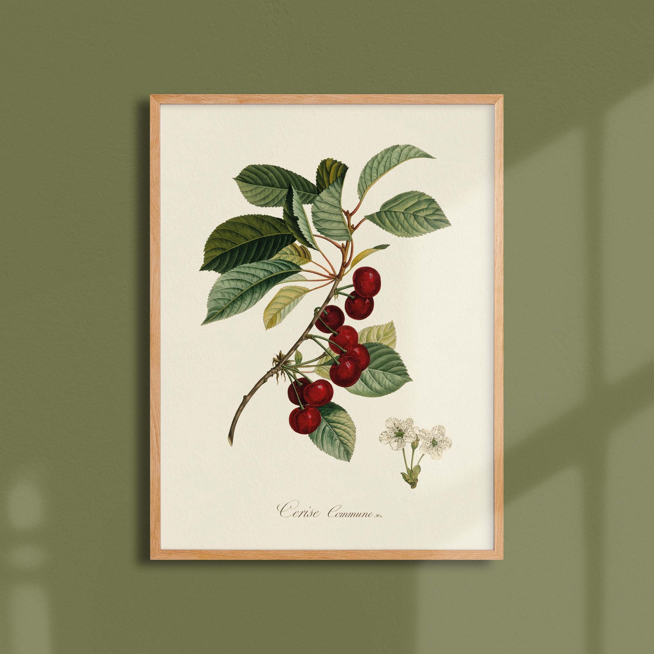 Planche botanique fruit - Cerise commune-oneart.fr