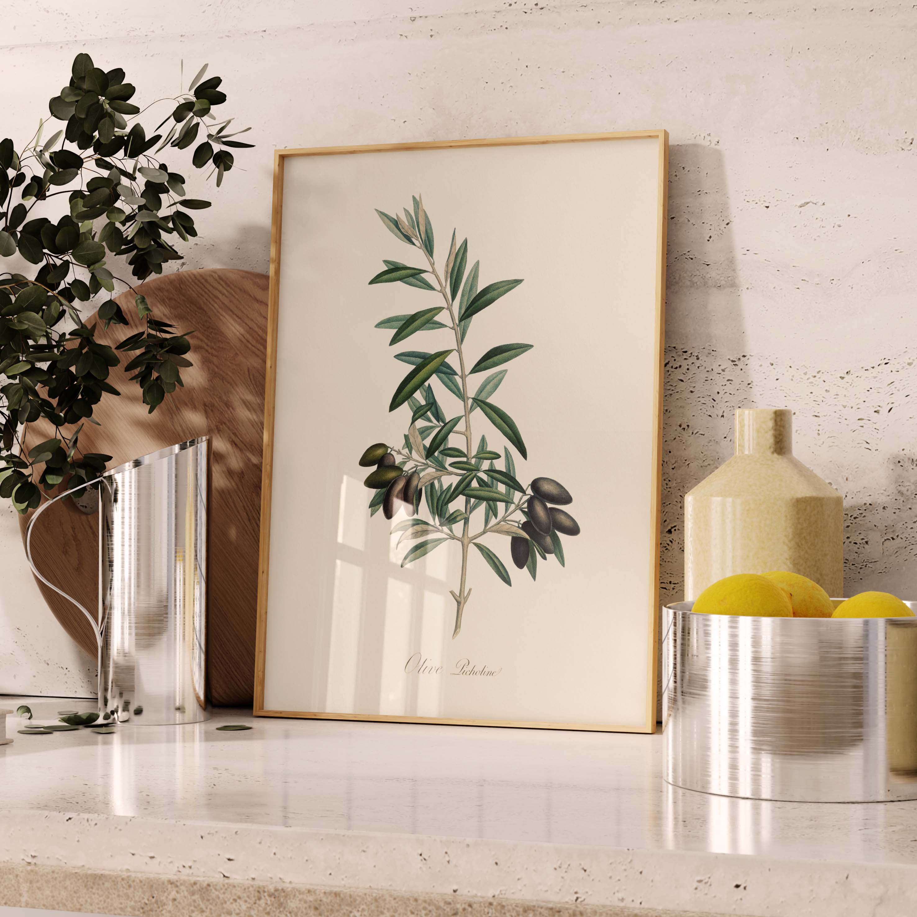 Planche botanique fruit - Olive picholine-oneart.fr