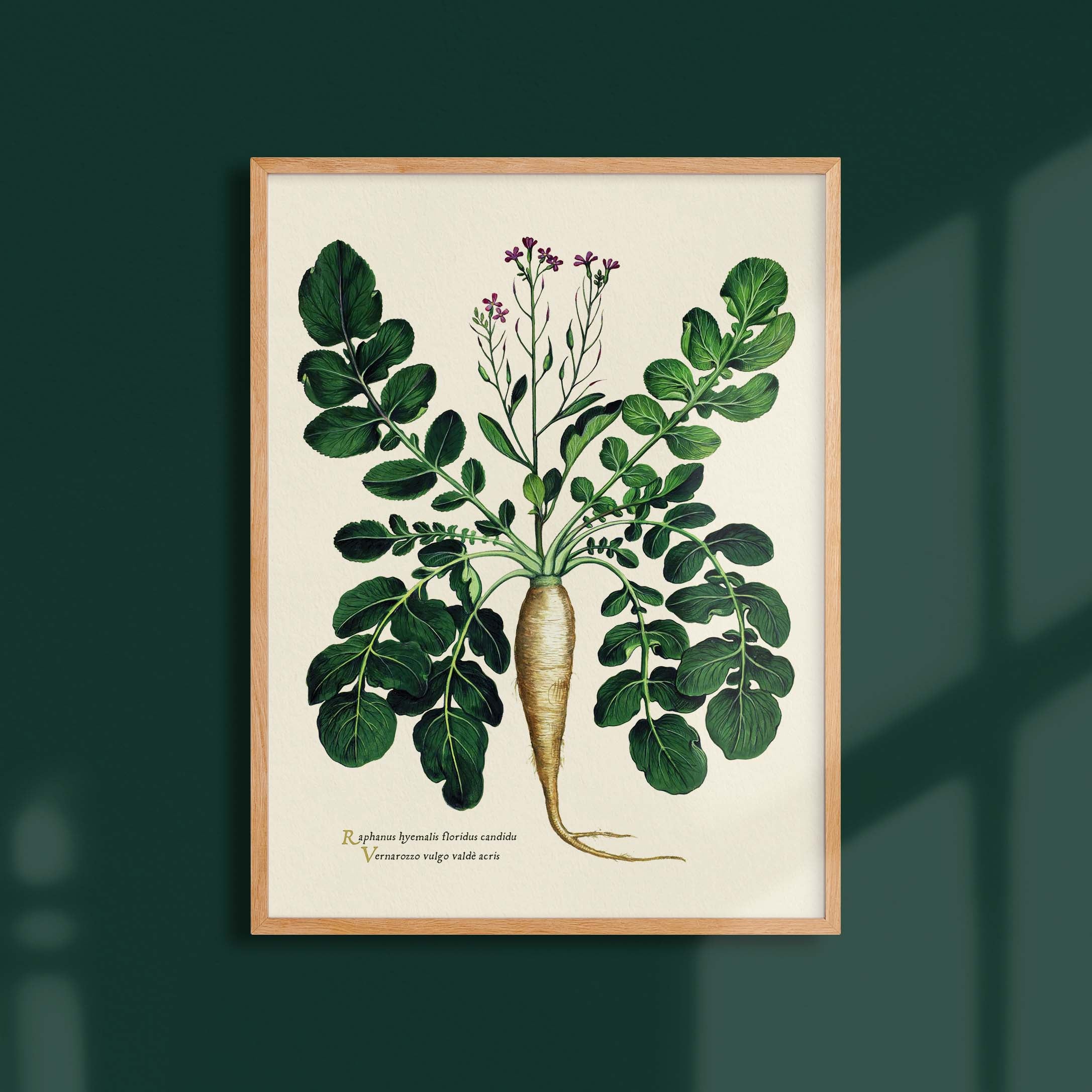 Planche botanique potager - Radis blanc-oneart.fr