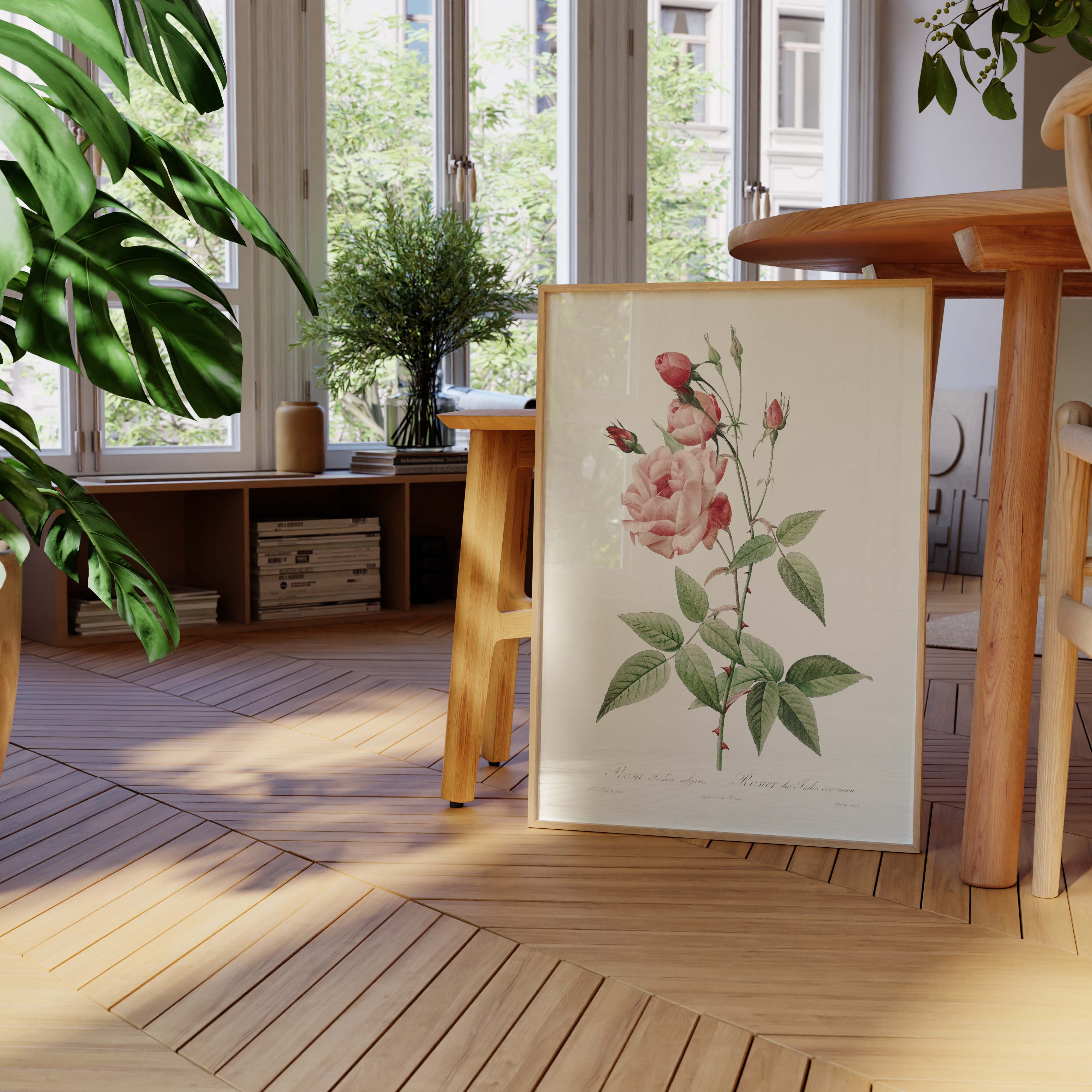 Planche botanique - Rosier des Indes-oneart.fr