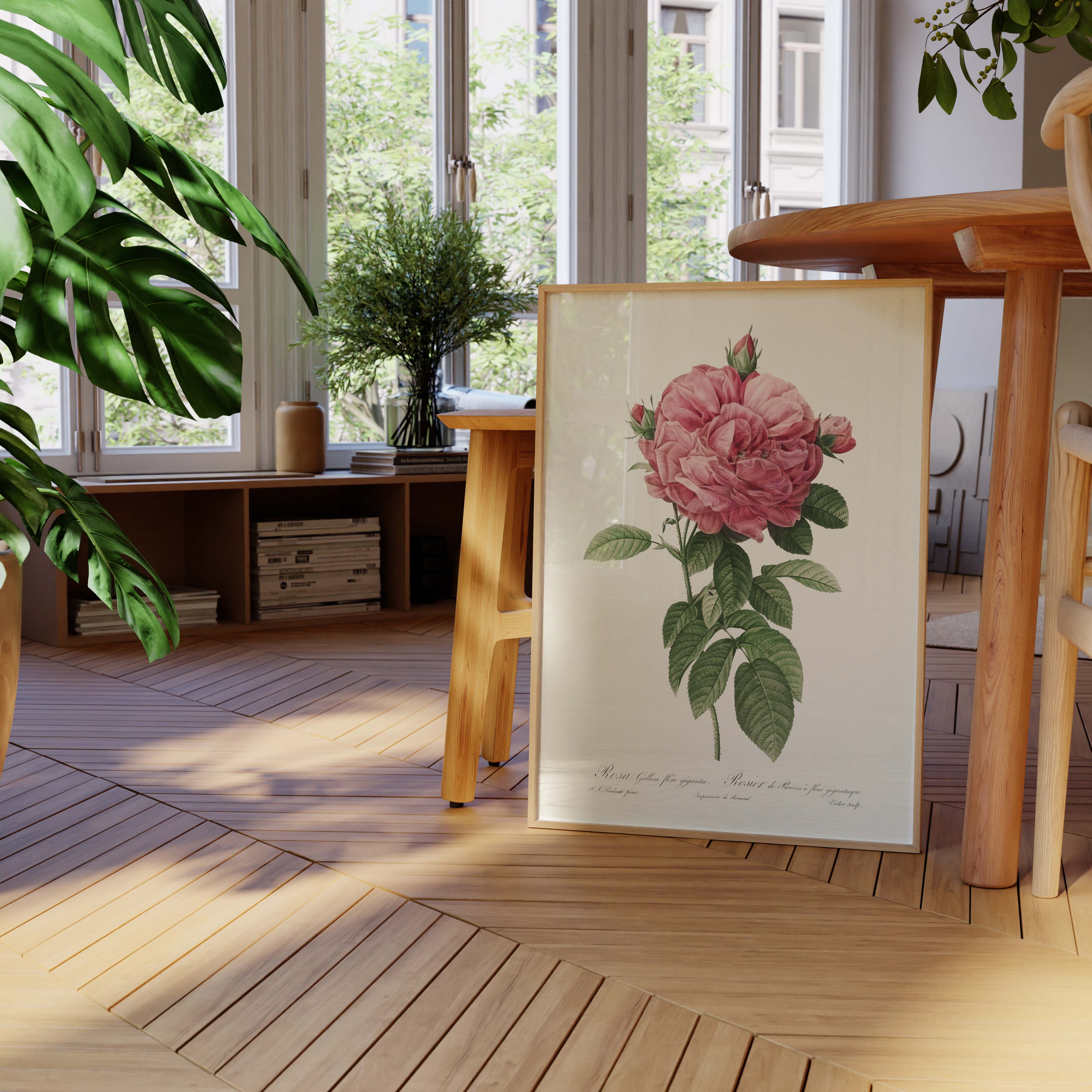 Planche "Les Imparfaits" botanique - Rosier de Provins à fleur gigantesque