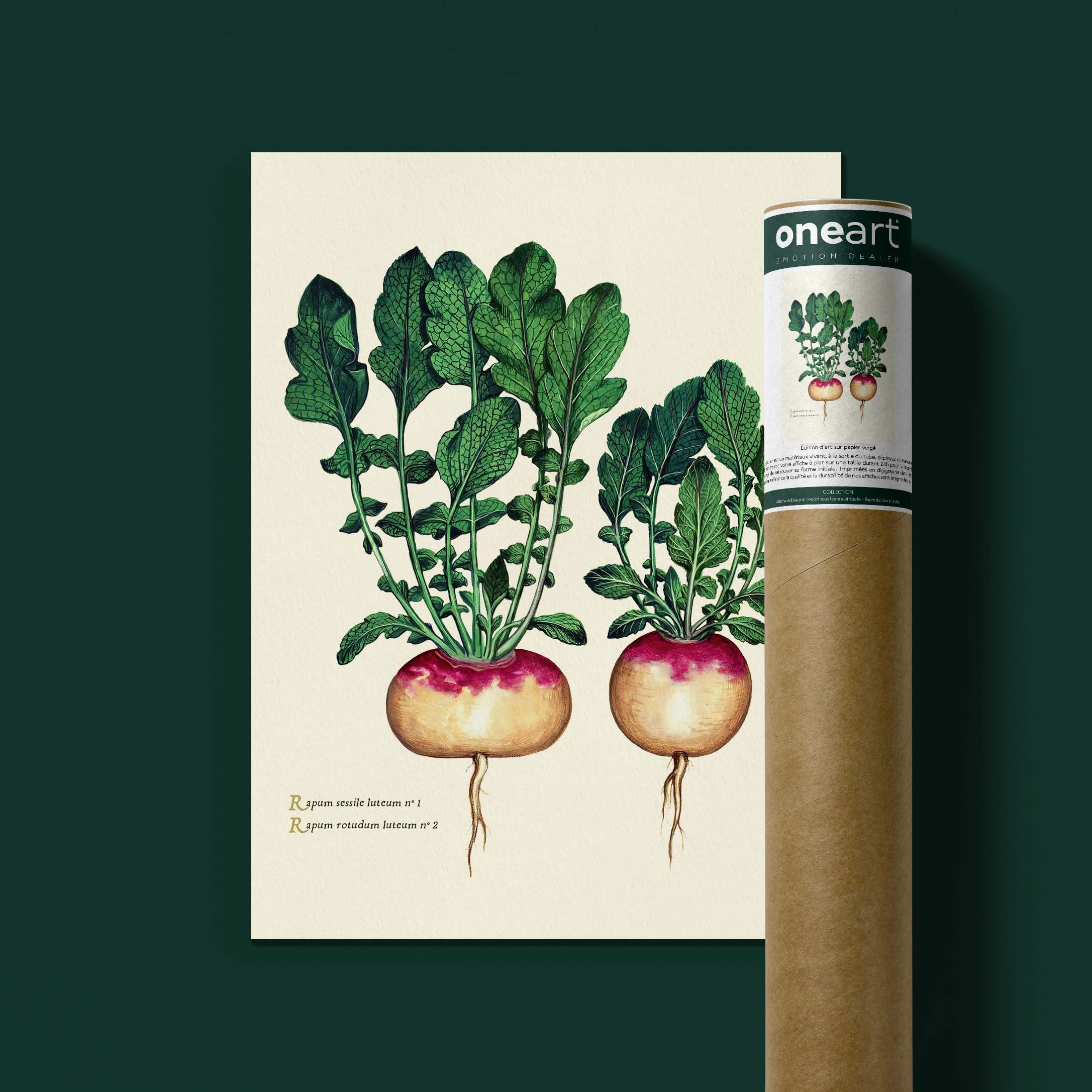 Planche botanique potager - Navets boule d'or-oneart.fr