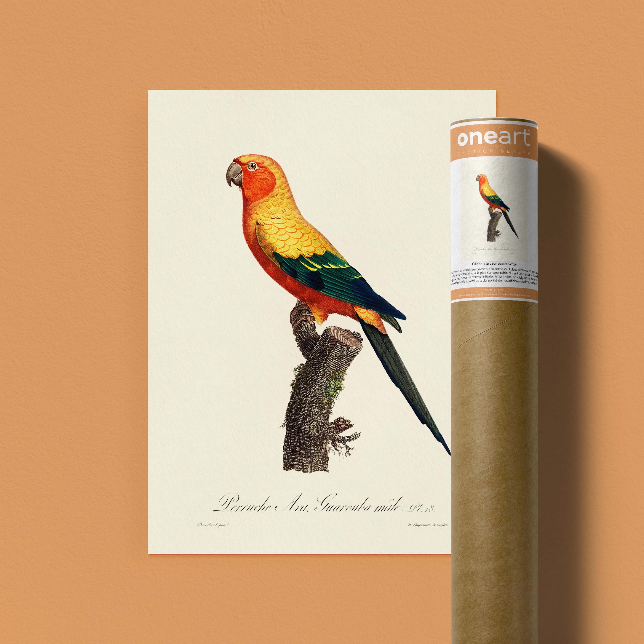 Planche d'ornithologie - La perruche Ara Guarouba Mâle-oneart.fr