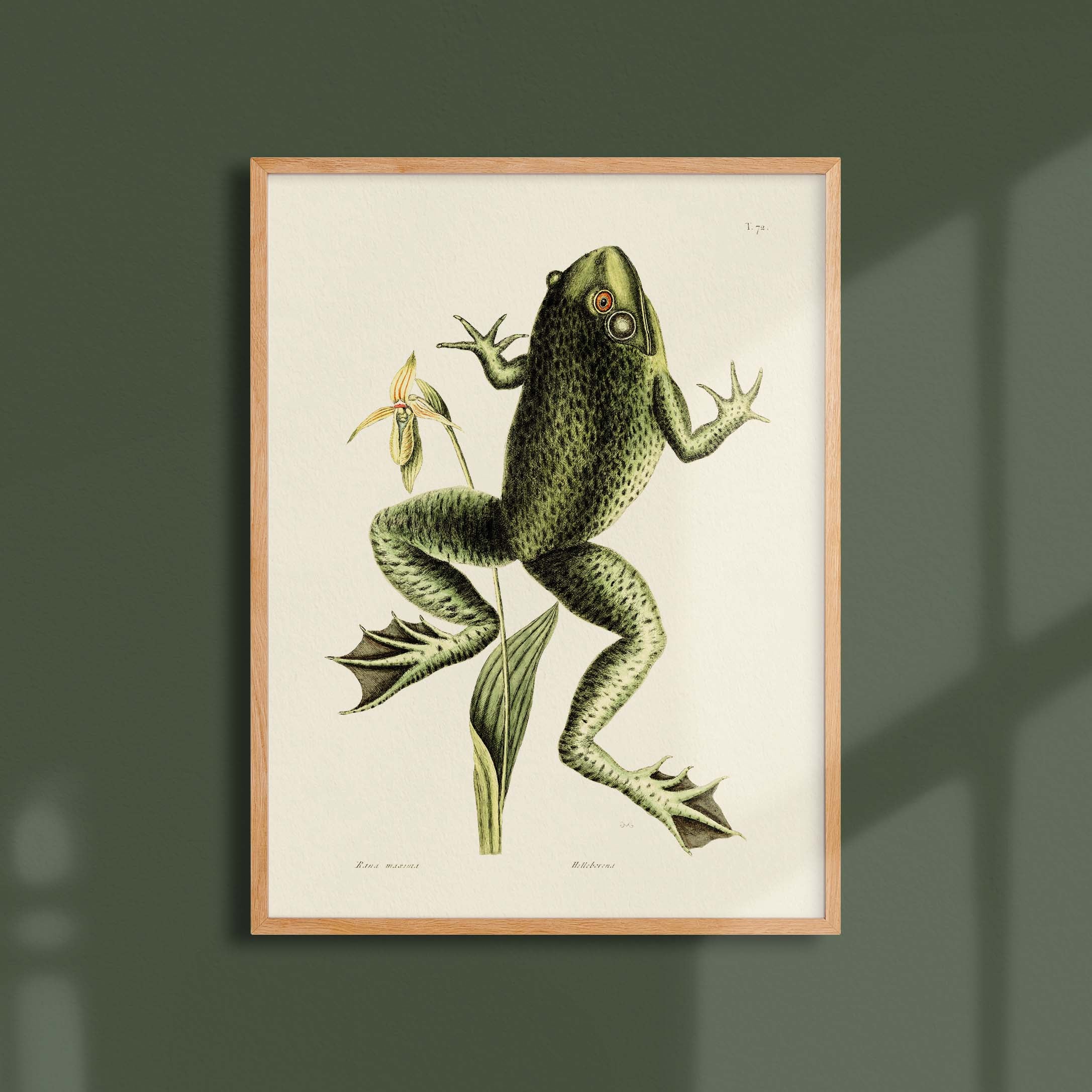 Planche botanique - Grenouille Taureau-oneart.fr