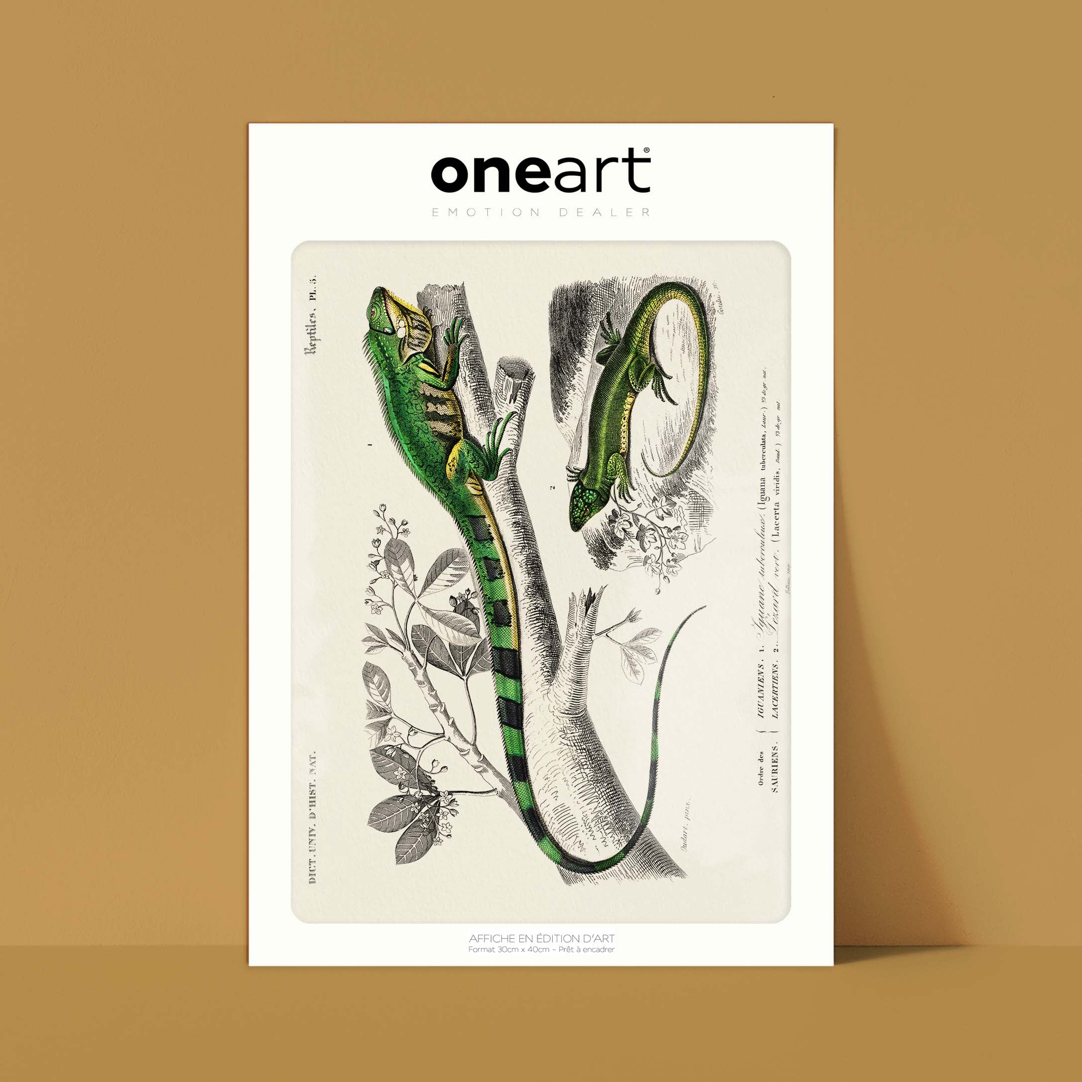 Planche de zoologie - L'iguane et le lézard-oneart.fr