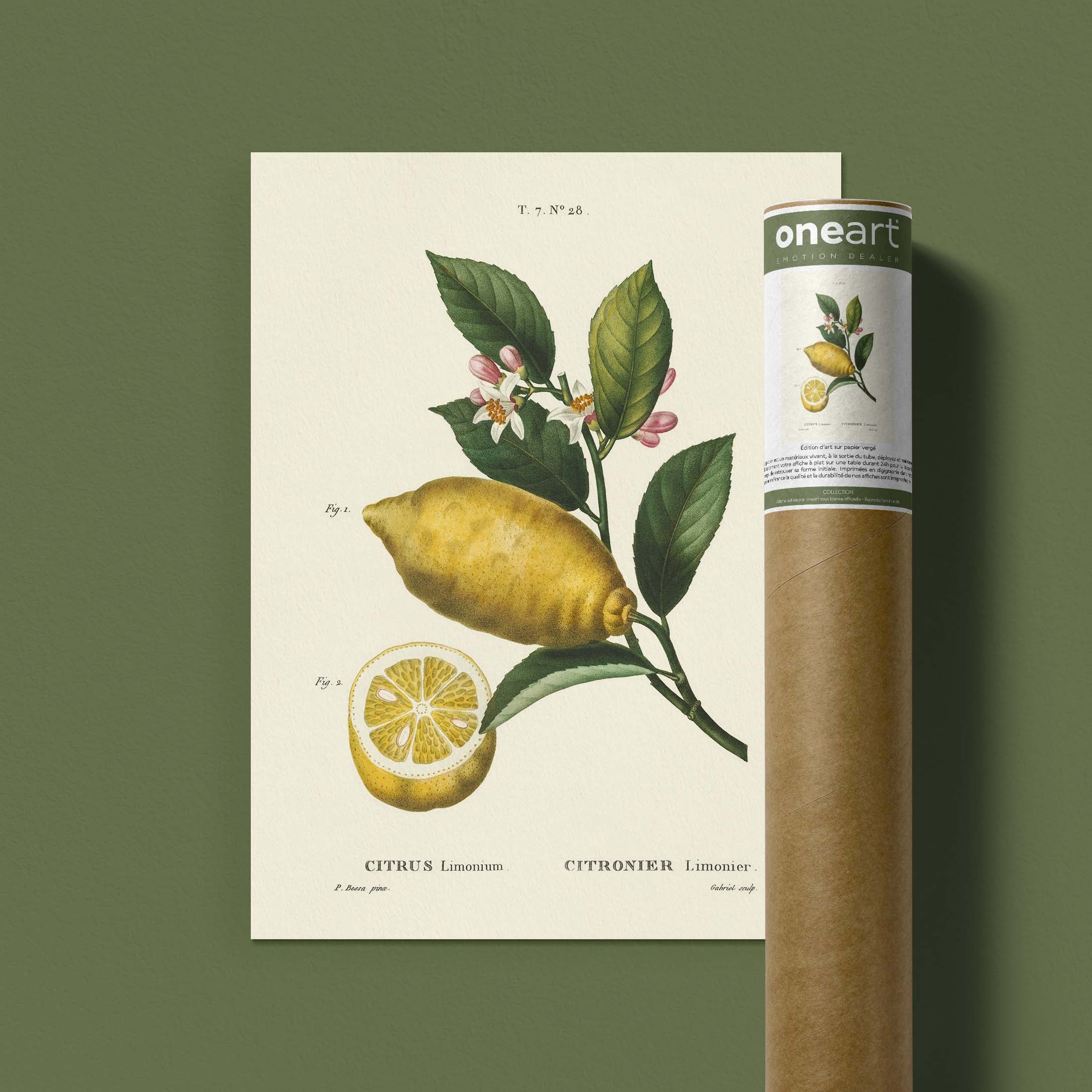 Planche botanique fruit - Citronnier limonier-oneart.fr
