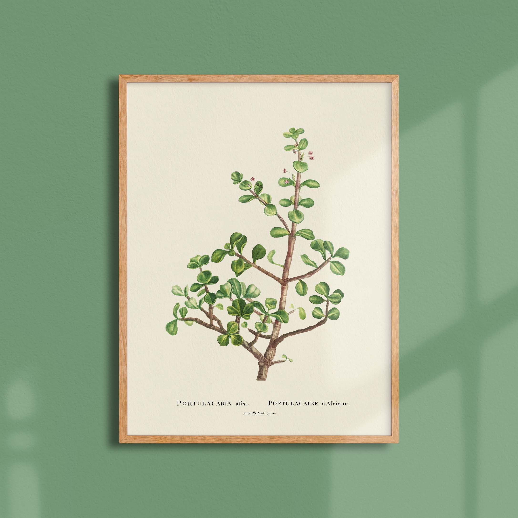 Planche botanique - Portulacaria afra-oneart.fr