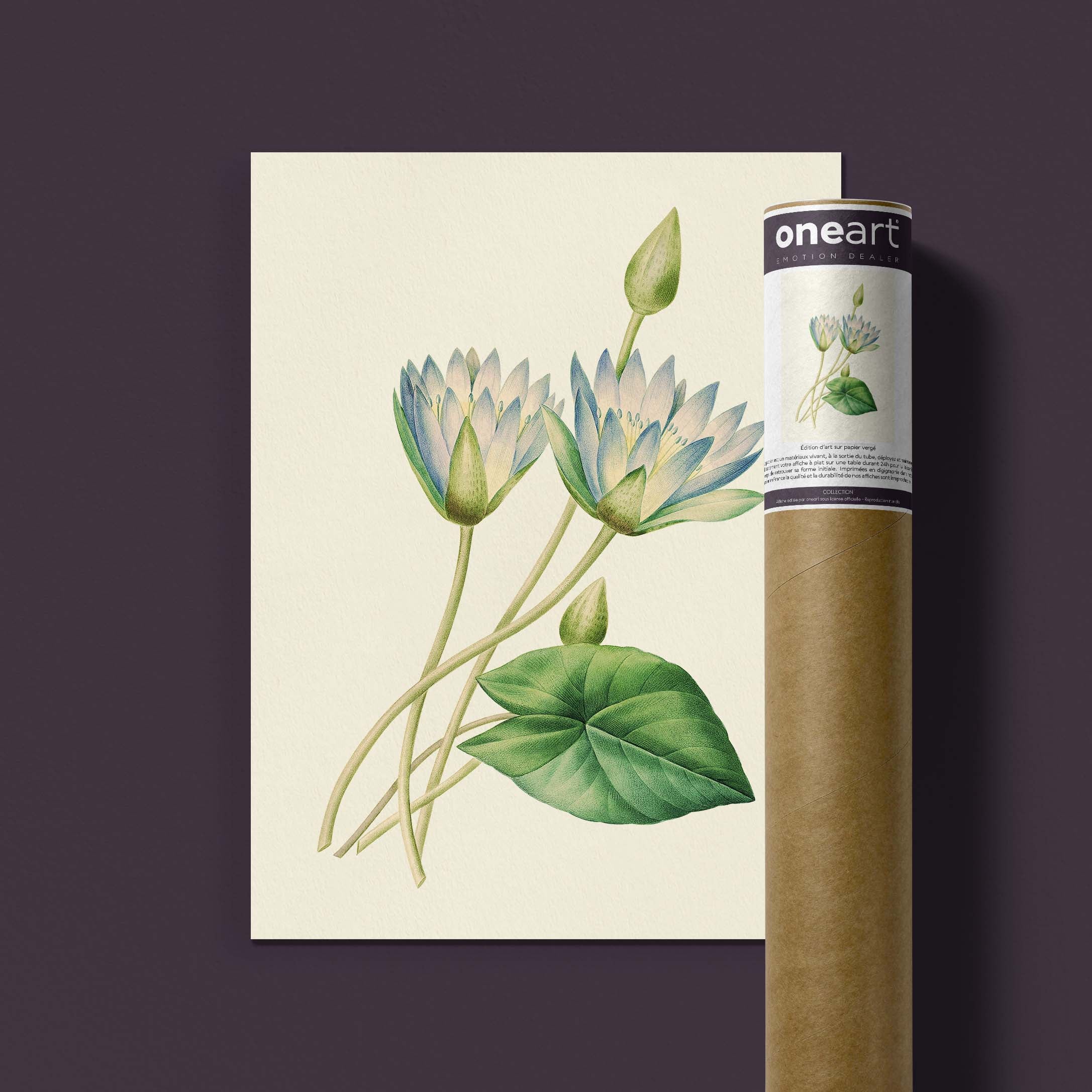 Planche botanique - Lotus bleu d'Égypte-oneart.fr