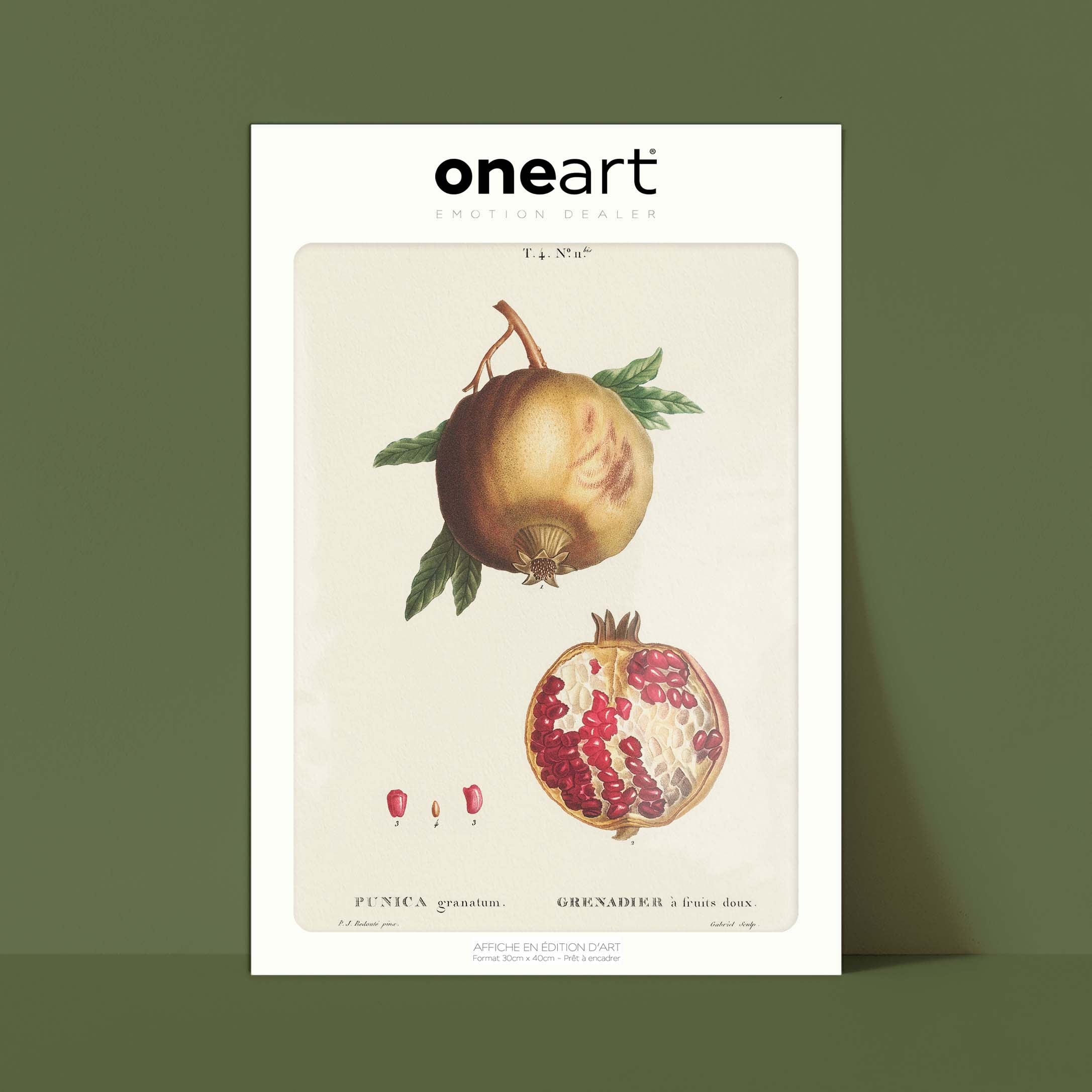 Planche botanique fruit - Grenadier-oneart.fr