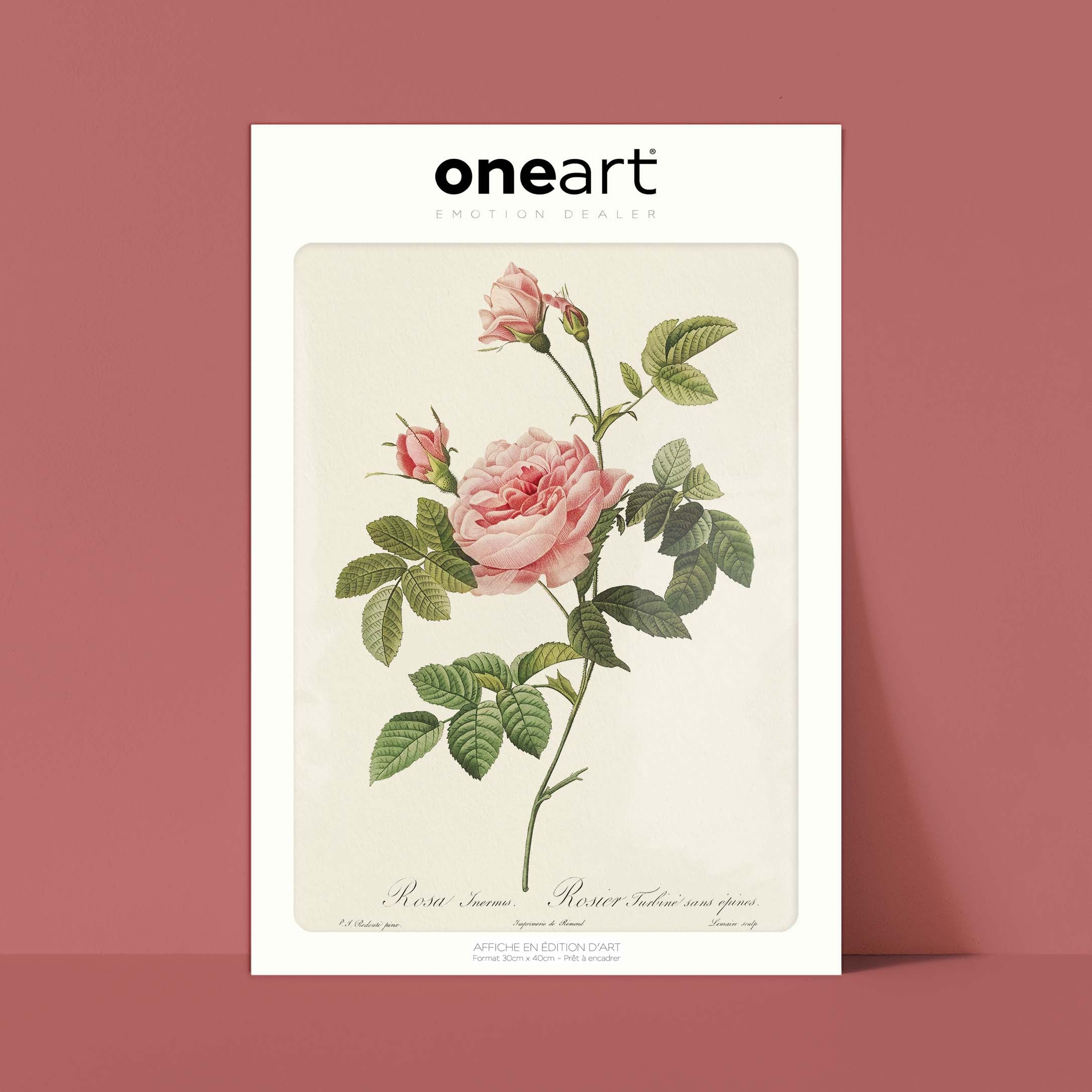 Planche botanique - Rosier Turbiné sans épines-oneart.fr