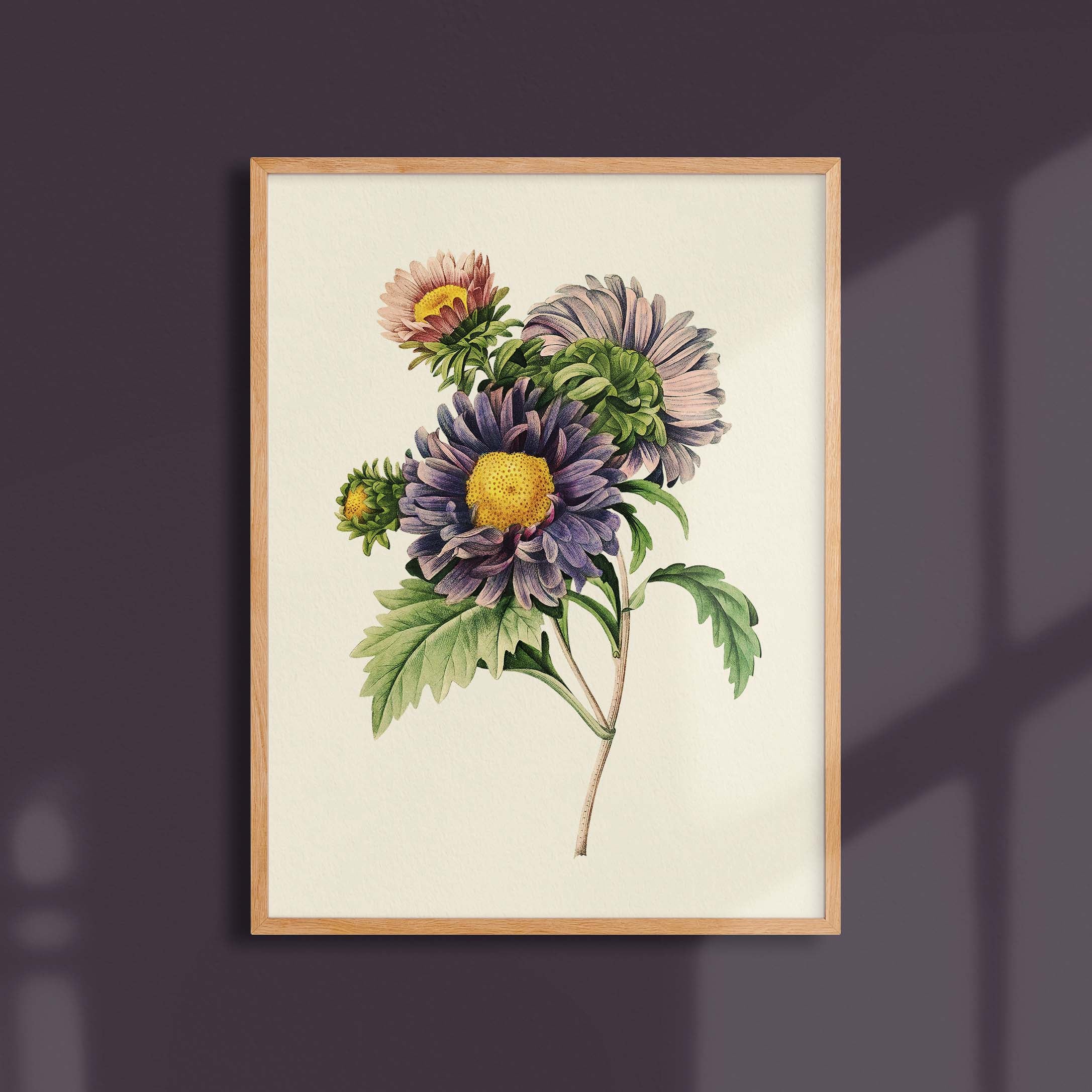 Planche botanique - Aster de Chine-oneart.fr