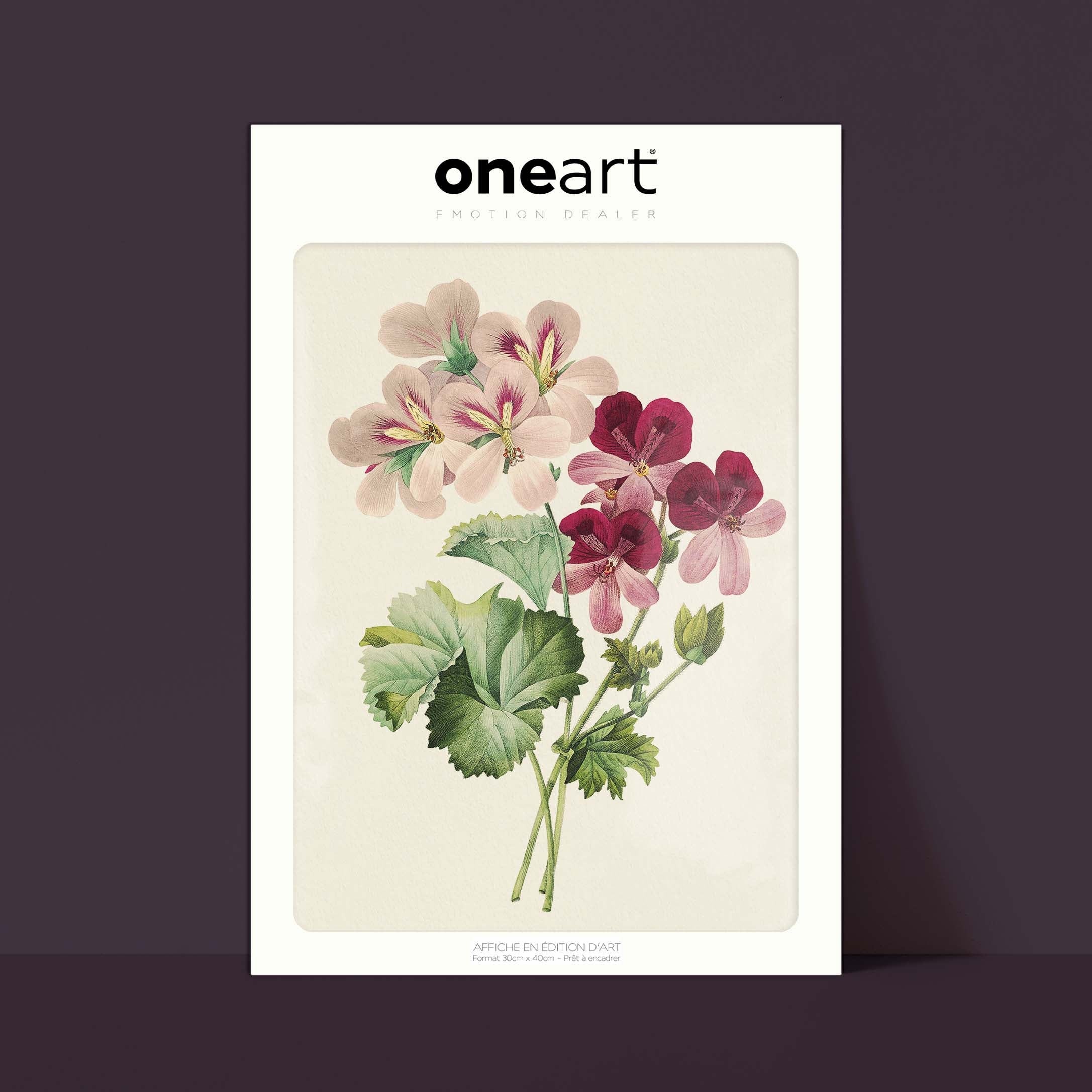 Planche botanique - Geranium-oneart.fr